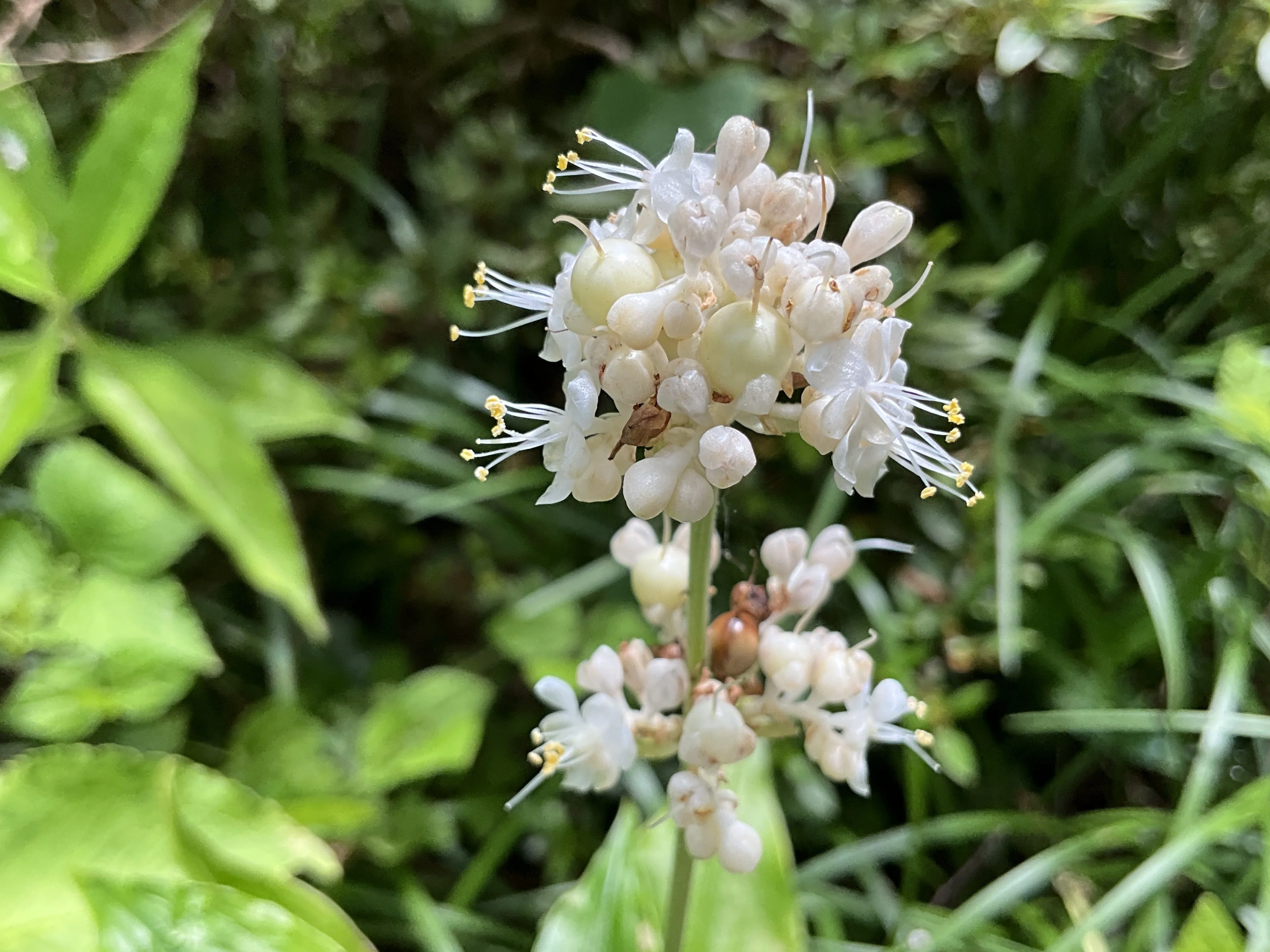 ヤブミョウガ（藪茗荷）（京都府立植物園）：2026年7月19日（日