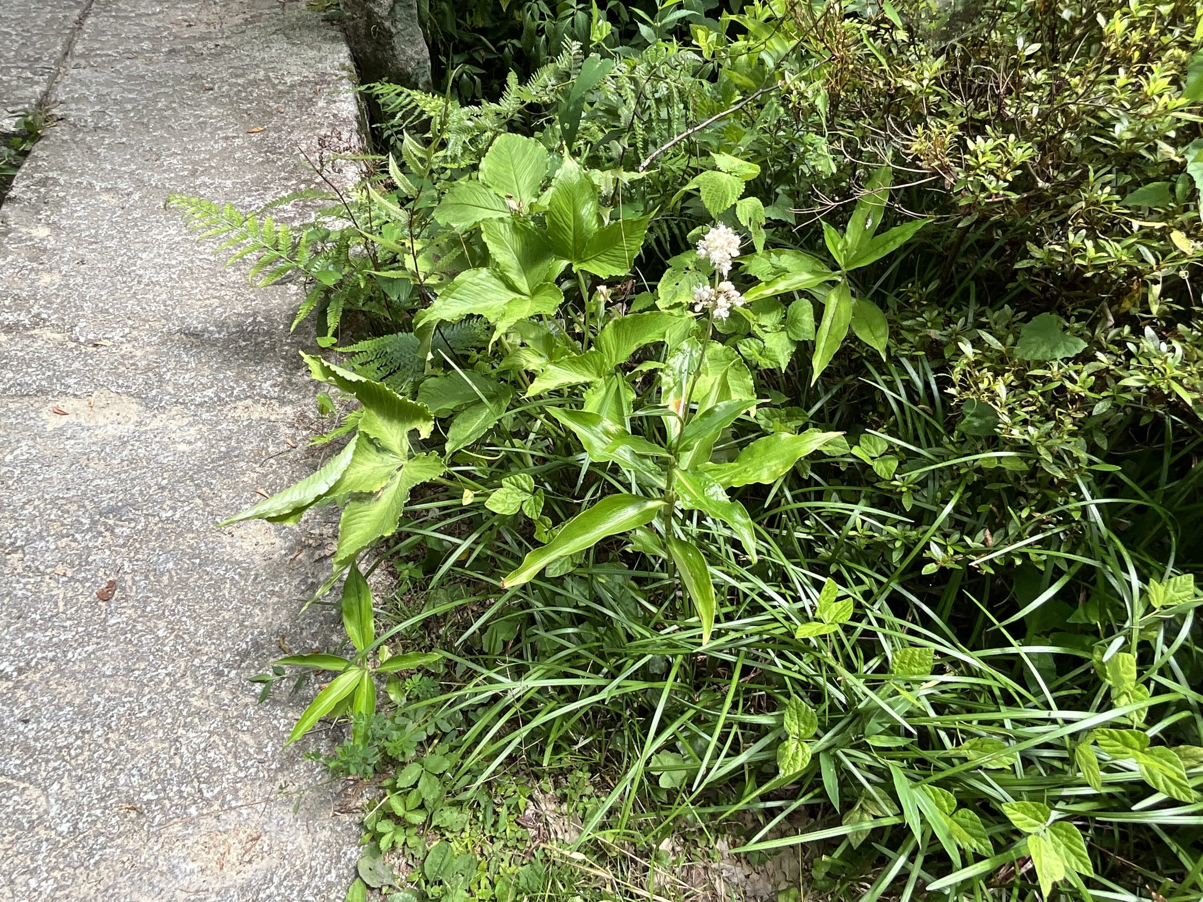 ヤブミョウガ（藪茗荷）（京都府立植物園）：2026年7月19日（日