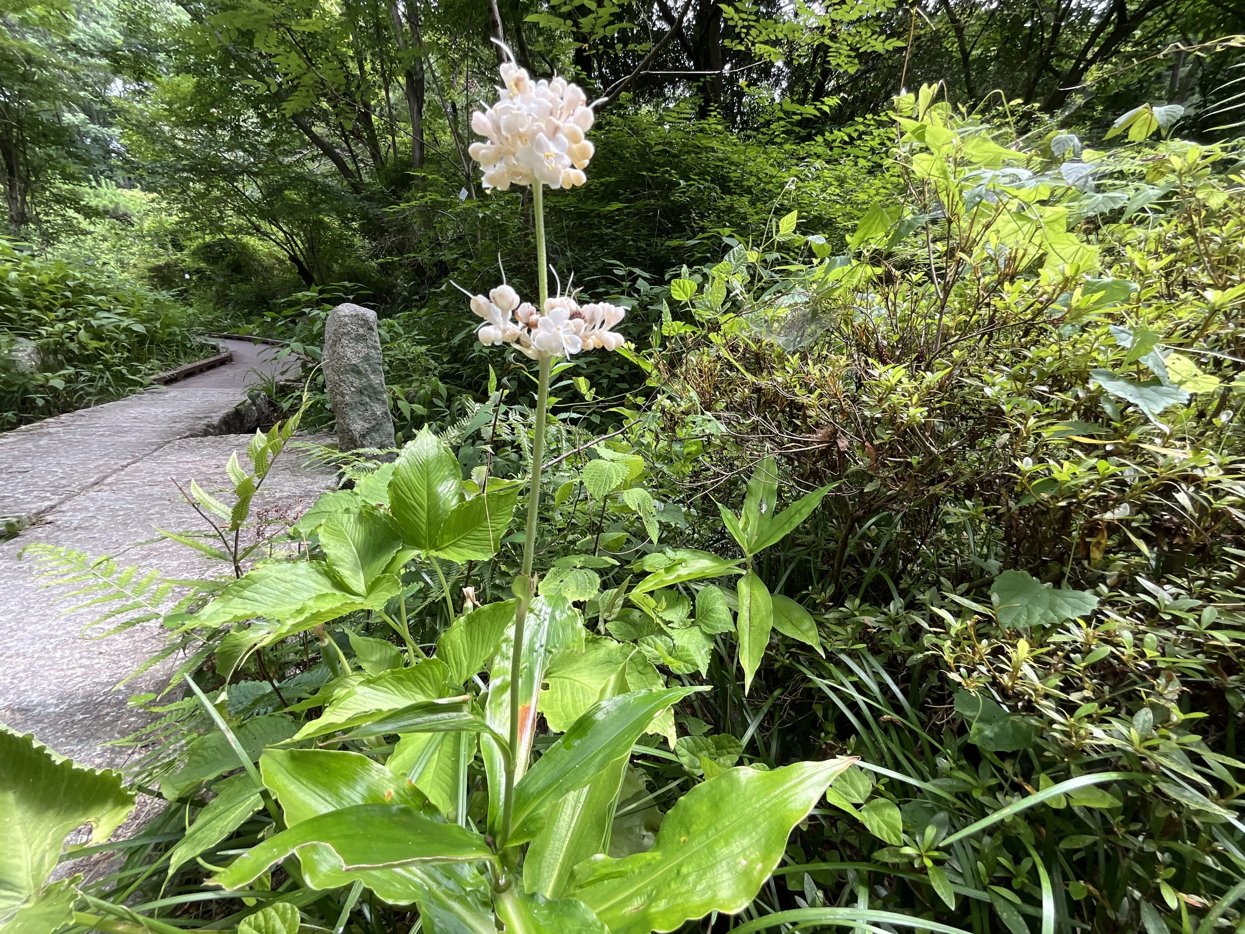 ヤブミョウガ（藪茗荷）（京都府立植物園）：2026年7月19日（日