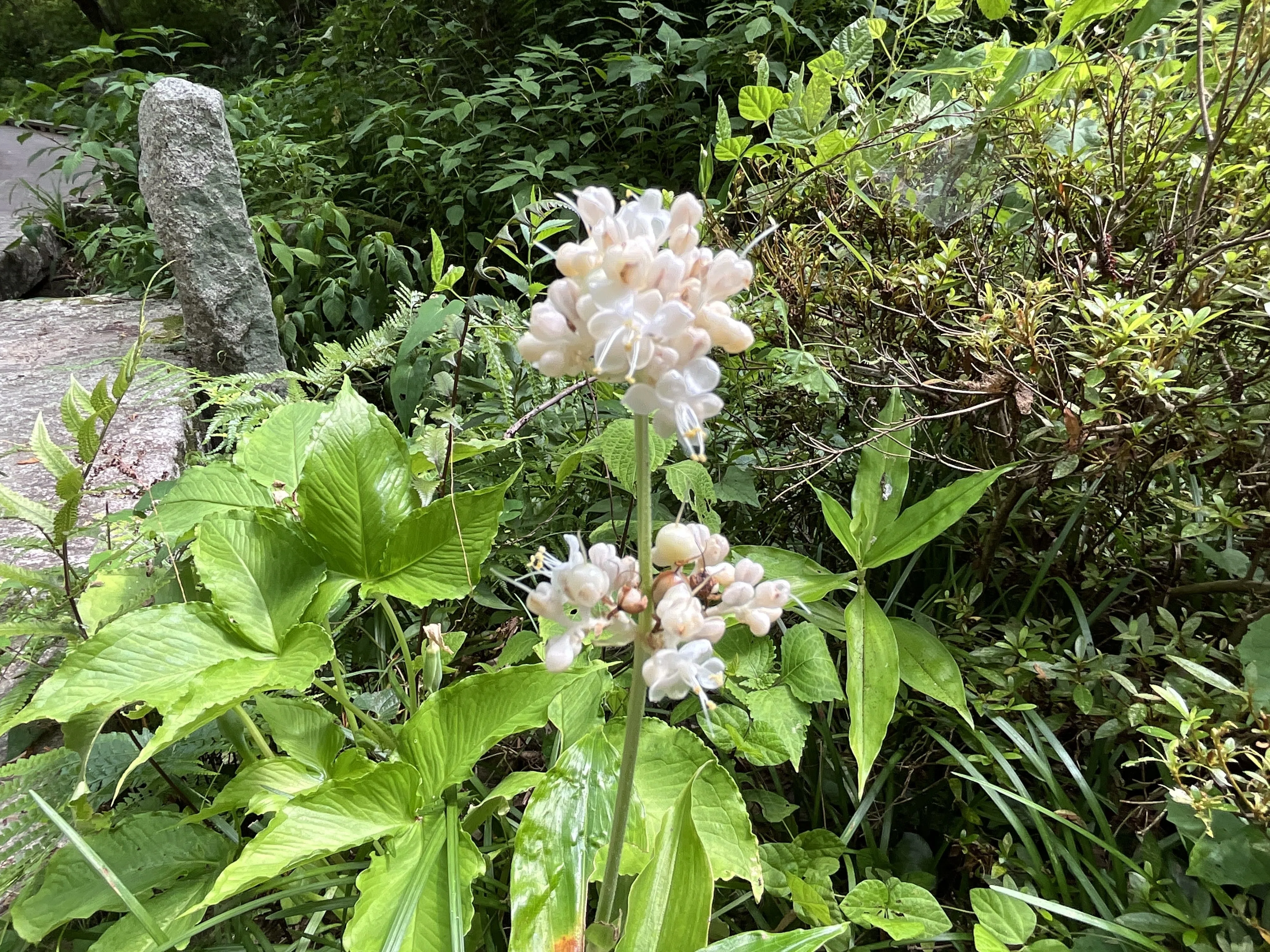 ヤブミョウガ（藪茗荷）（京都府立植物園）：2026年7月19日（日