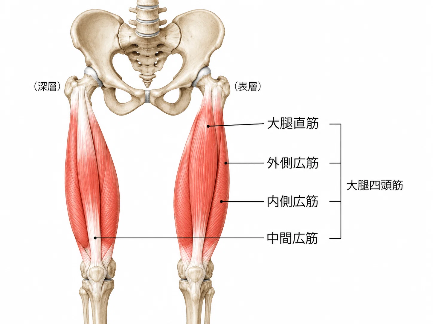 大腿四頭筋とは？歩く・立つ・階段も支える、太ももの前側の大切な筋肉