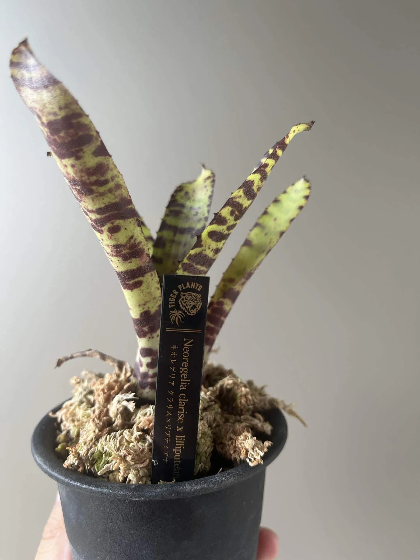 【極美株・コルク板付け】ネオレゲリア ワールウィンド 観葉植物 タンクブロメリア 植物のこと】ネオレゲリア｜ききゆ