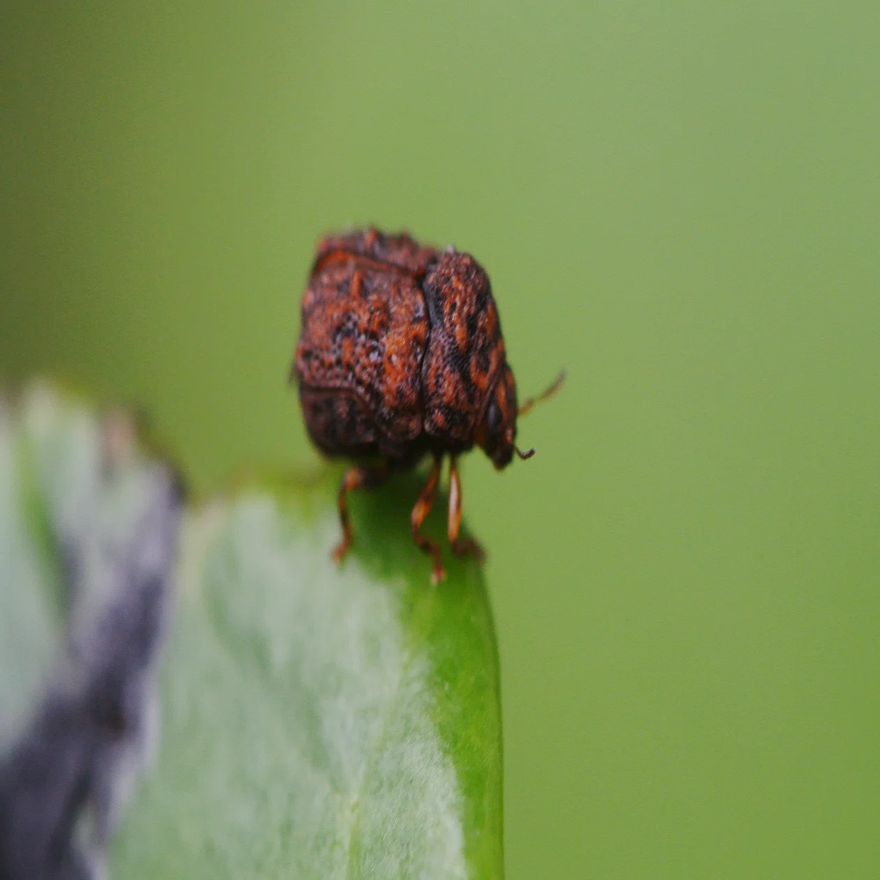 4mm】ツツジコブハムシに酷似 ムシクソハムシ 標本