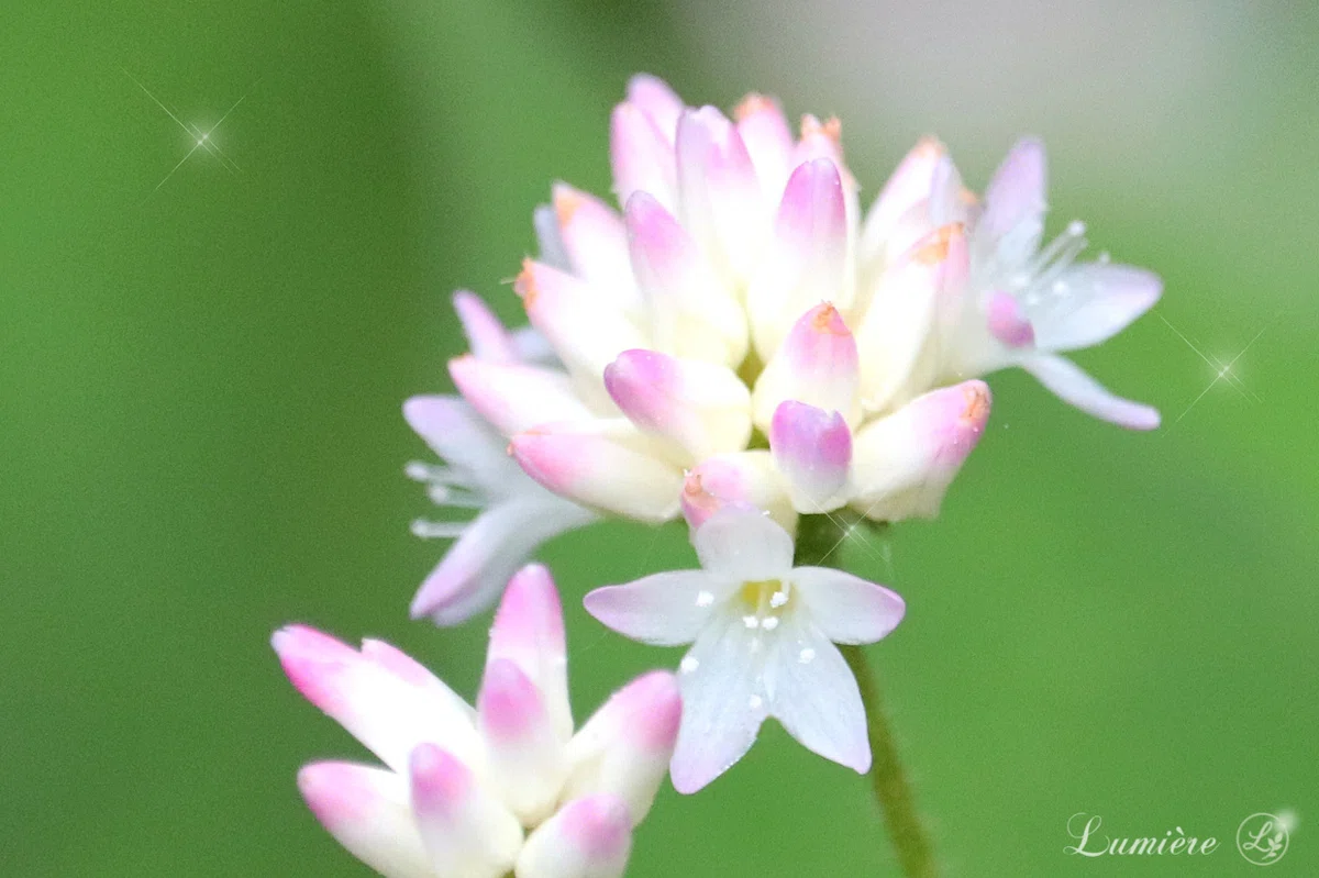 自然の緑を背景に、白地に花びらの先だけ淡いピンクのかわいい小さな花が、寄り添って咲いているややアップの写真