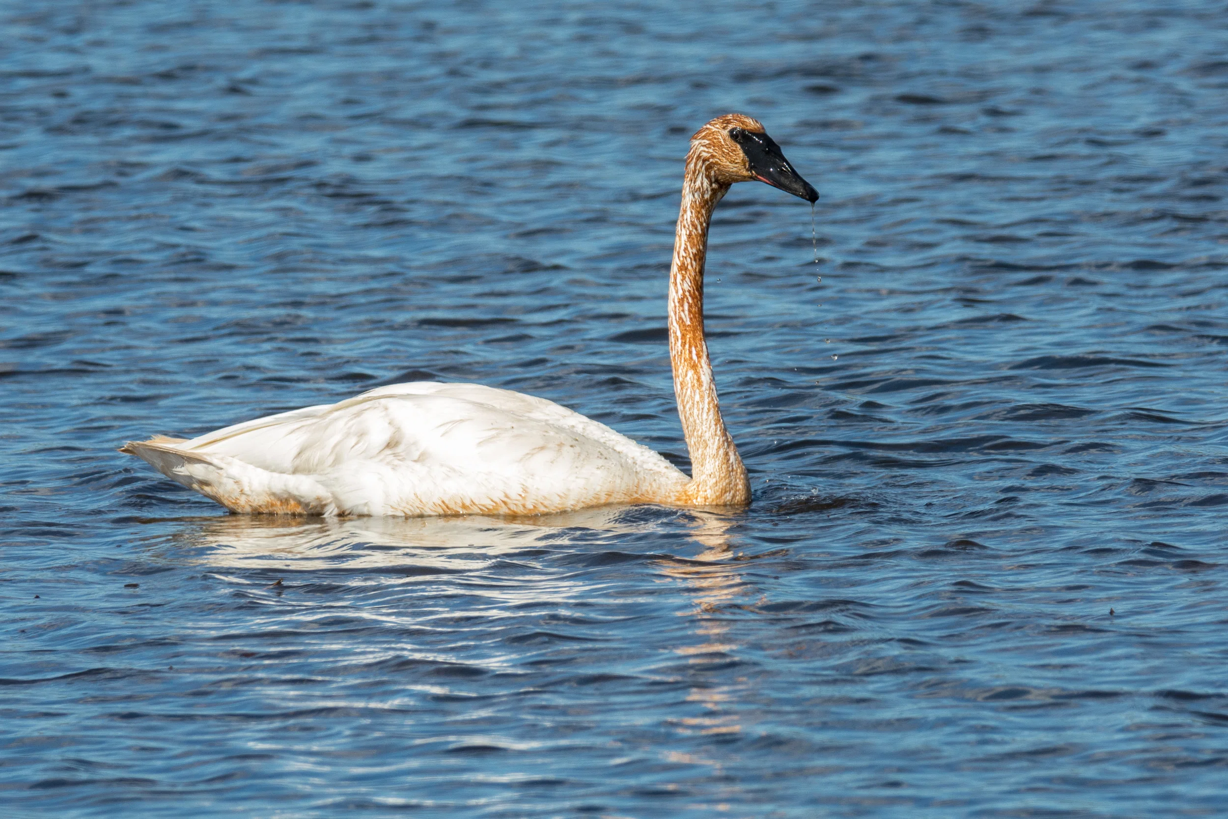シカゴでバードウォッチング！】Trumpeter Swan ナキハクチョウ｜ローリー