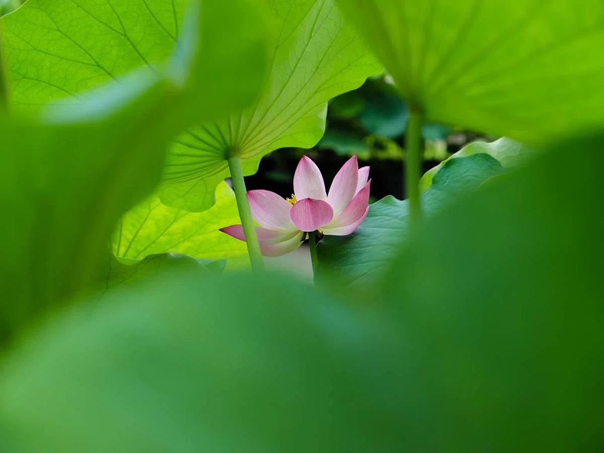 蓮花 鉢植の蓮 | LUMIX DC-L10｜borichan | 旅するカメラ