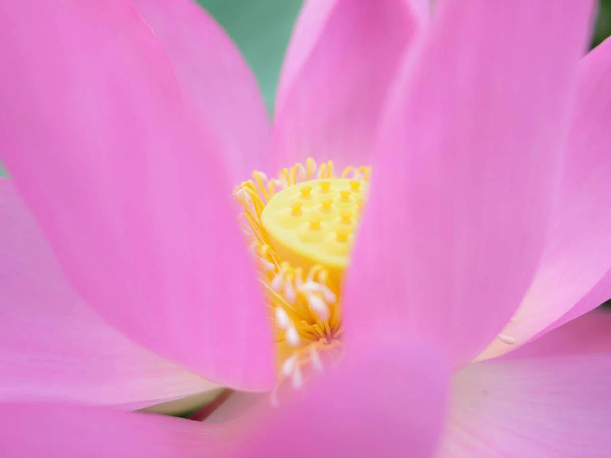 蓮花 鉢植の蓮 | LUMIX DC-L10｜borichan | 旅するカメラ
