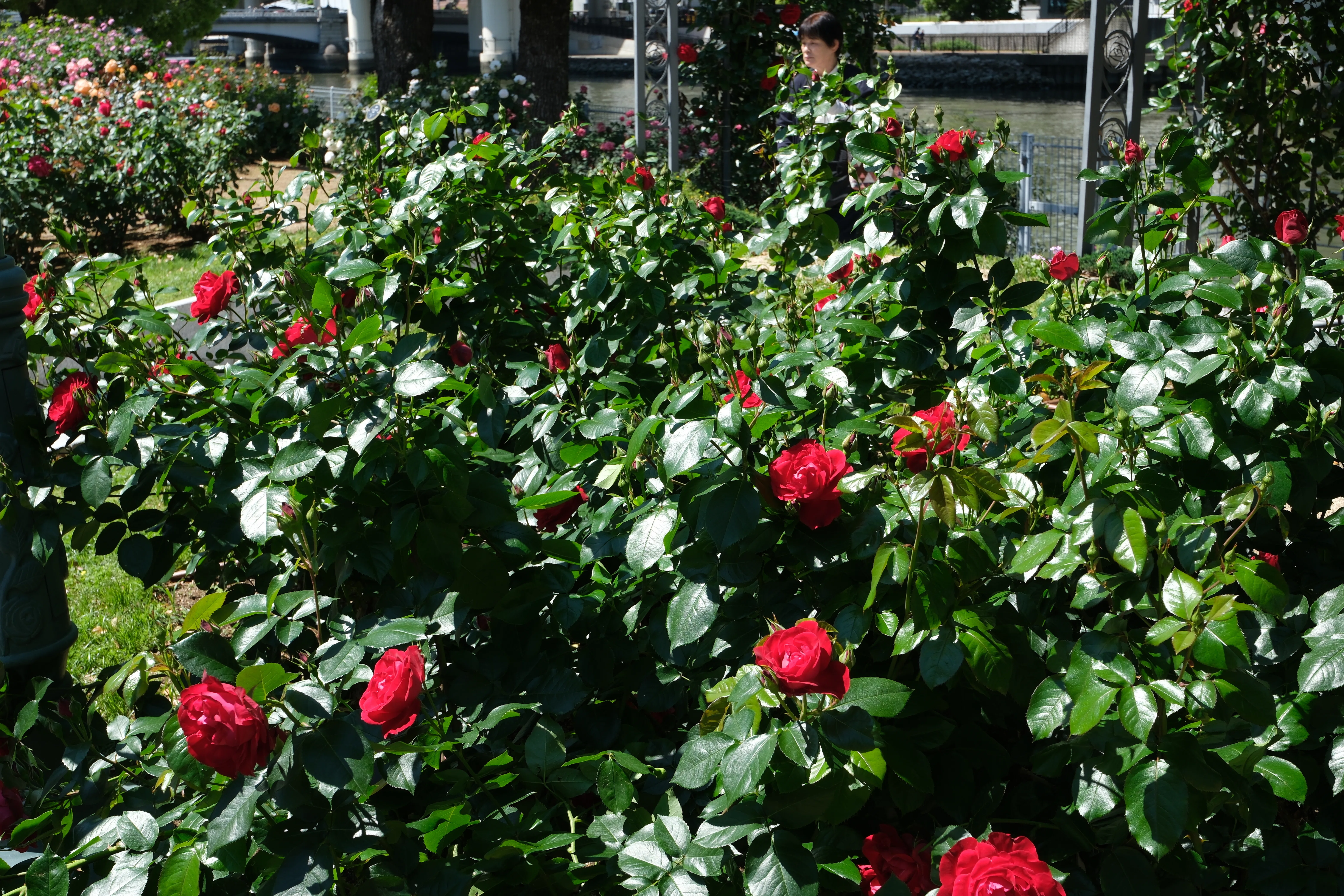 📷X-T30III × 🌹中之島バラ園 ｜ 🇫🇷タマンゴ（Tamango）｜ぱぽにゃん🌹🌳