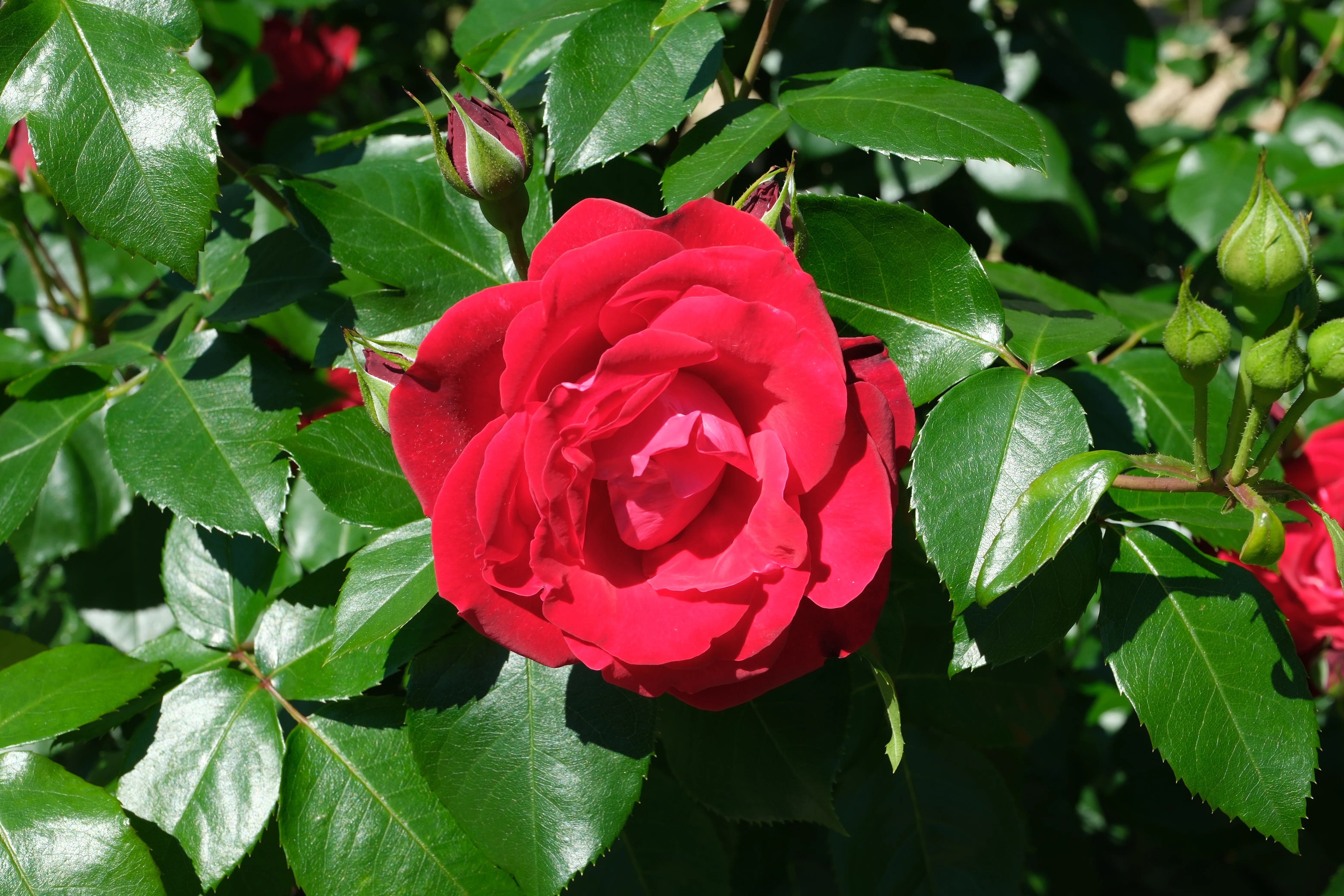 📷X-T30III × 🌹中之島バラ園 ｜ 🇫🇷タマンゴ（Tamango）｜ぱぽにゃん🌹🌳