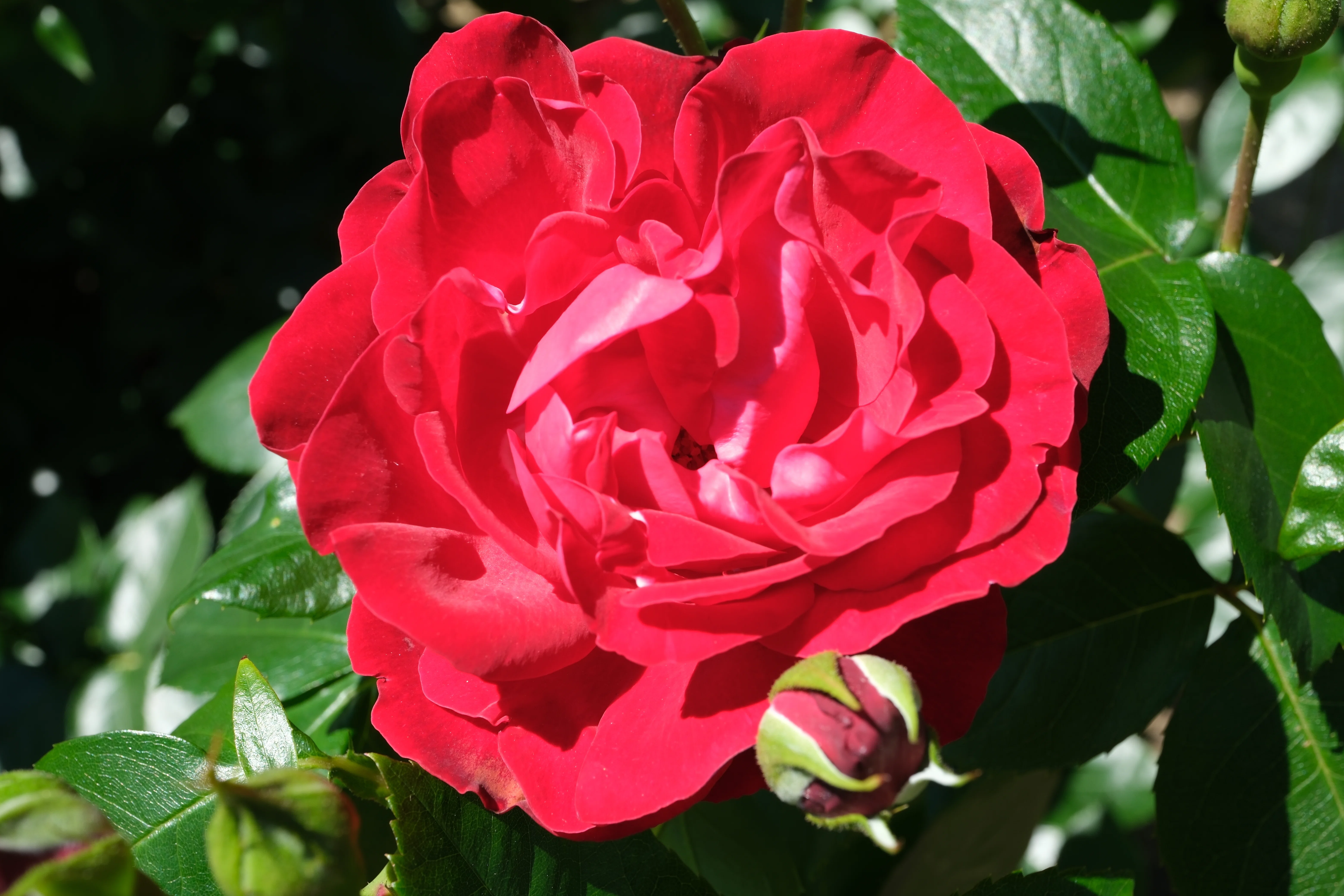 📷X-T30III × 🌹中之島バラ園 ｜ 🇫🇷タマンゴ（Tamango）｜ぱぽにゃん🌹🌳