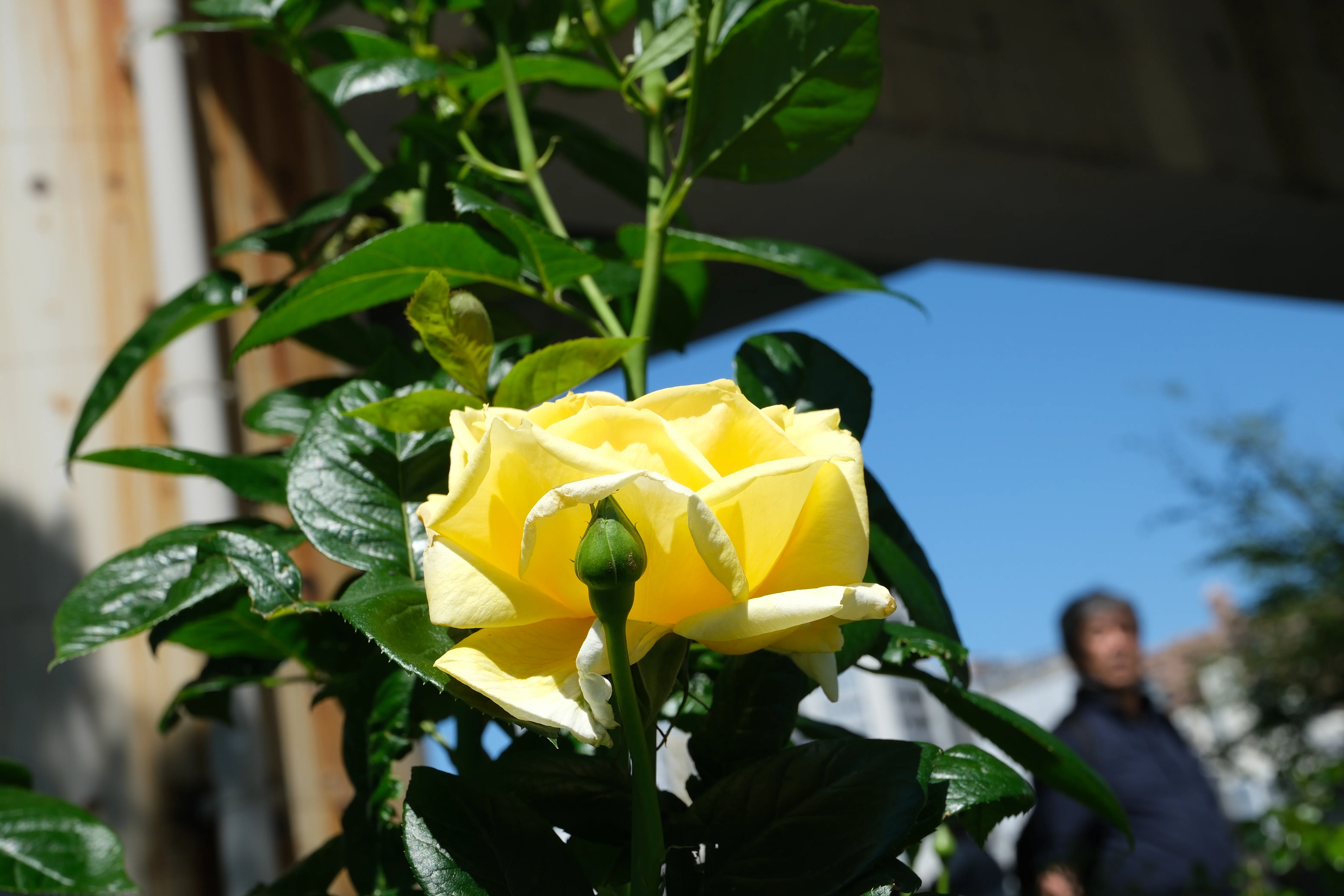 📷X-T30III × 🌹中之島バラ園 ｜ 🇫🇷ミケランジェロ（Michelangelo