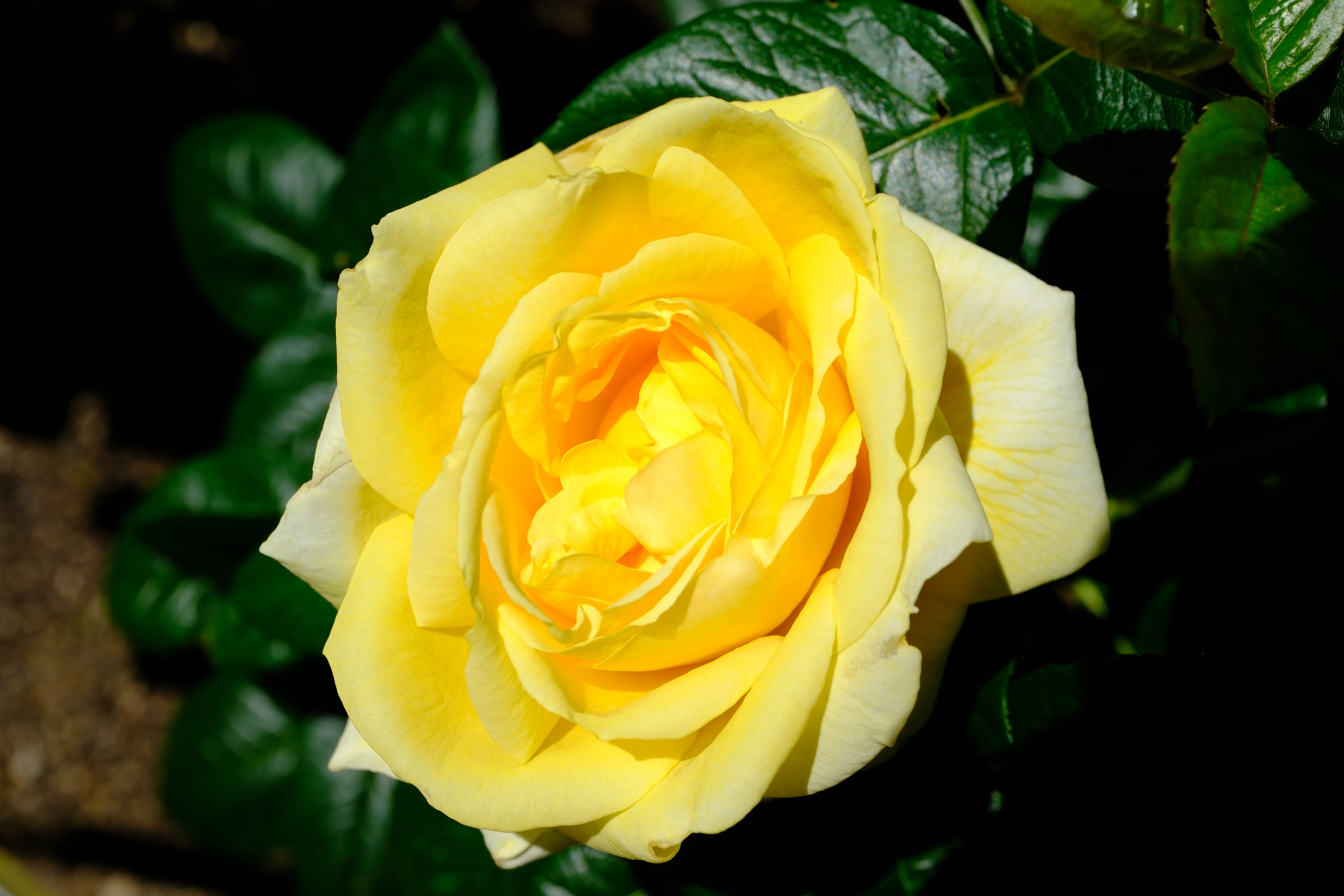 バラのオブジェ 📷X-T30III × 🌹中之島バラ園 ｜ 🇫🇷ミケランジェロ（Michelangelo