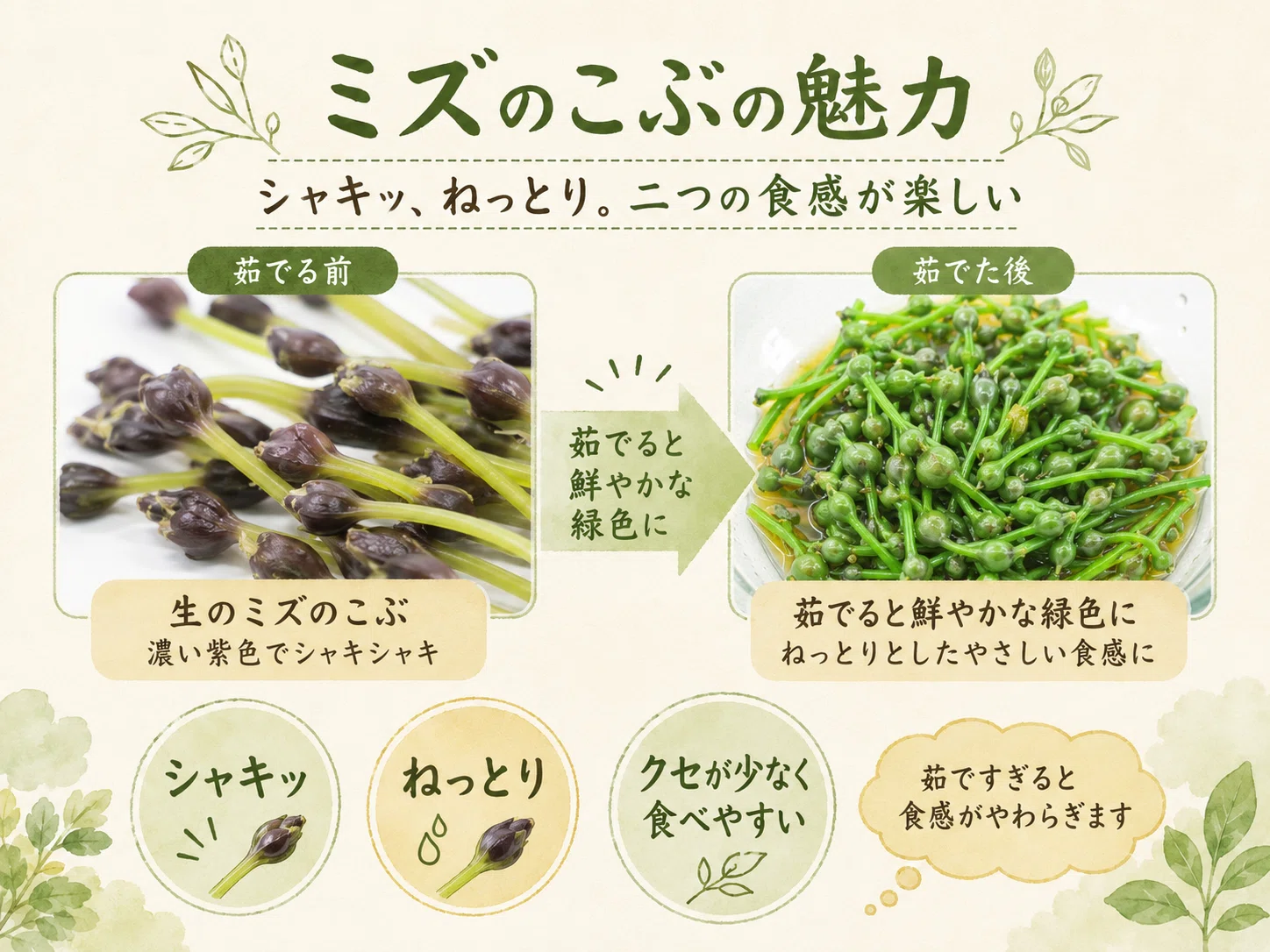 Aomori Wild Vegetables: Mizu no Kobu] Crunchy and sticky. A