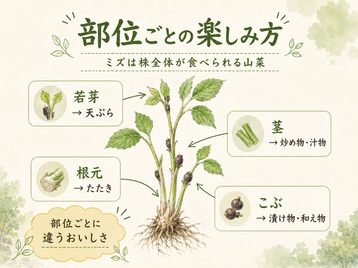 青森の山菜・ミズのこぶ】シャキシャキ、ねっとり。東北の山が育てた