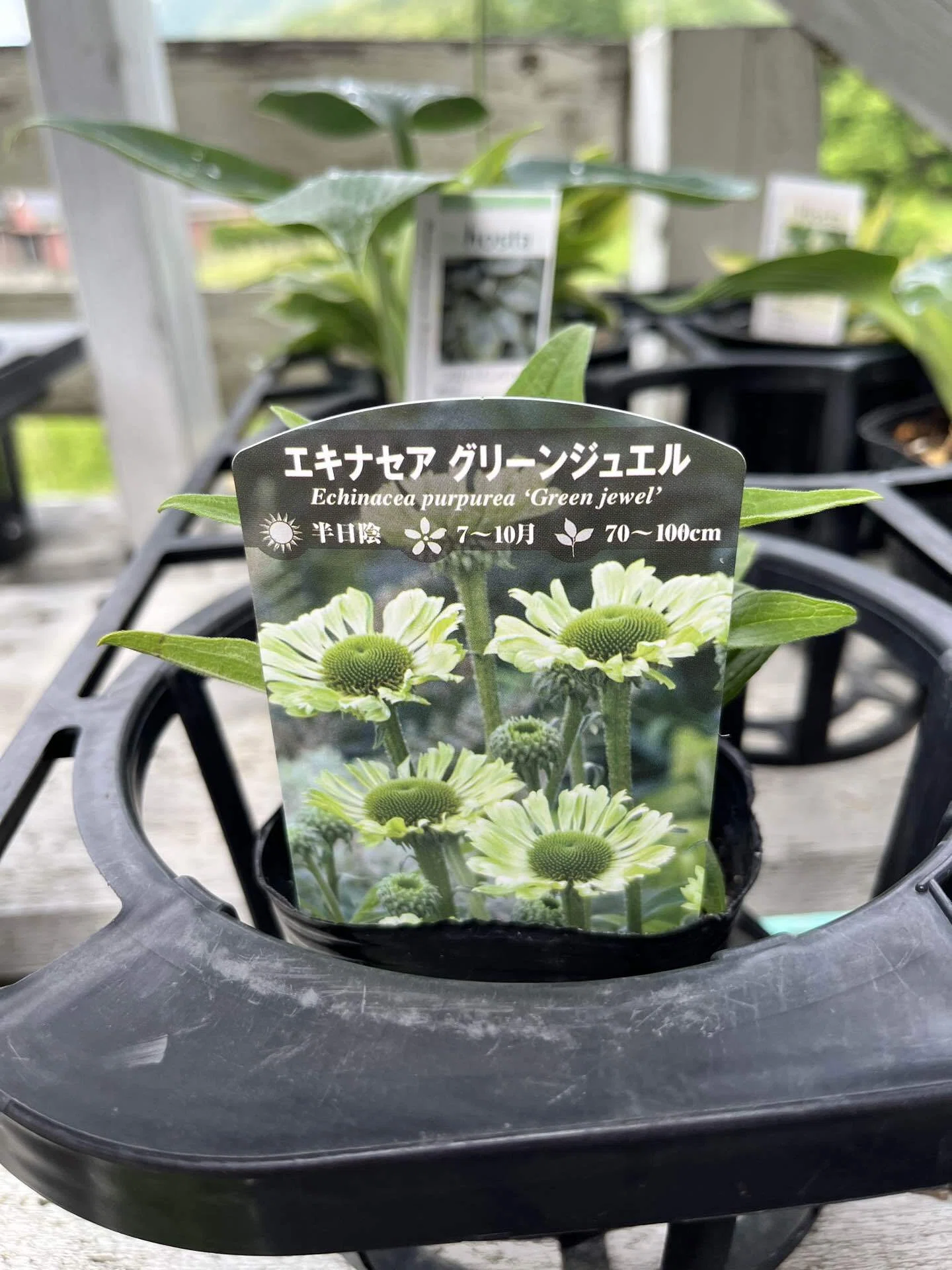 大失敗！夏の水やり。｜庭と暮らしのsakurako