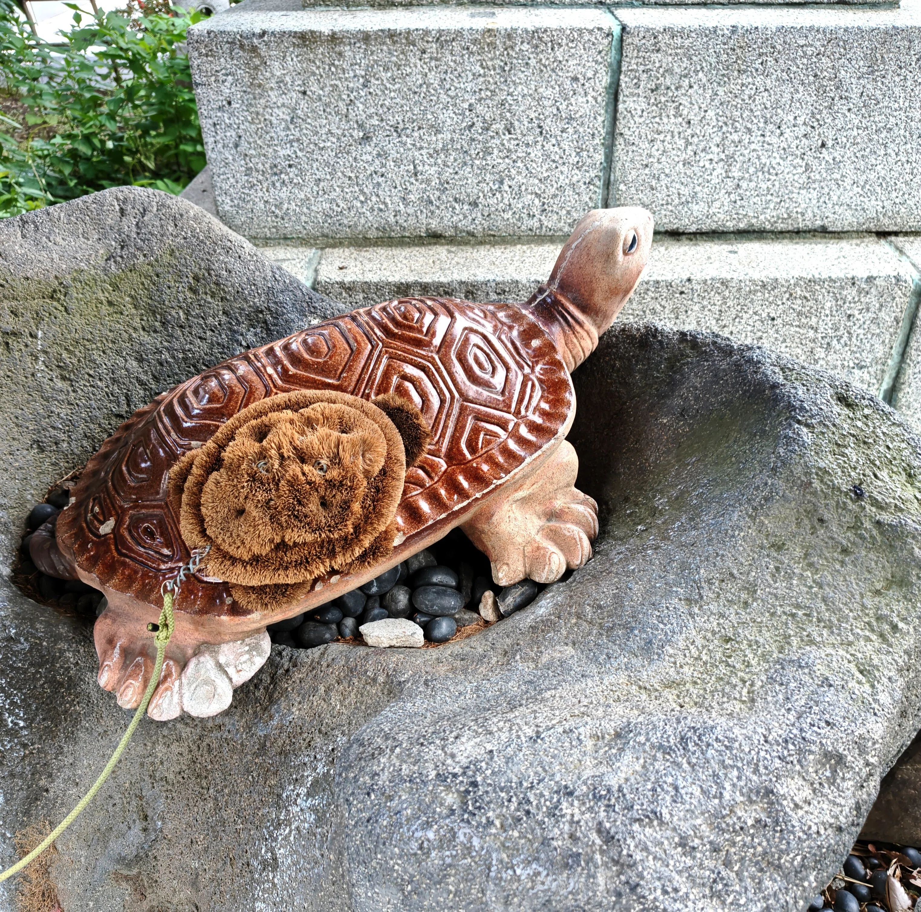 二匹の亀がつなぐ、遥かなる物語｜縄文ライター のんてり