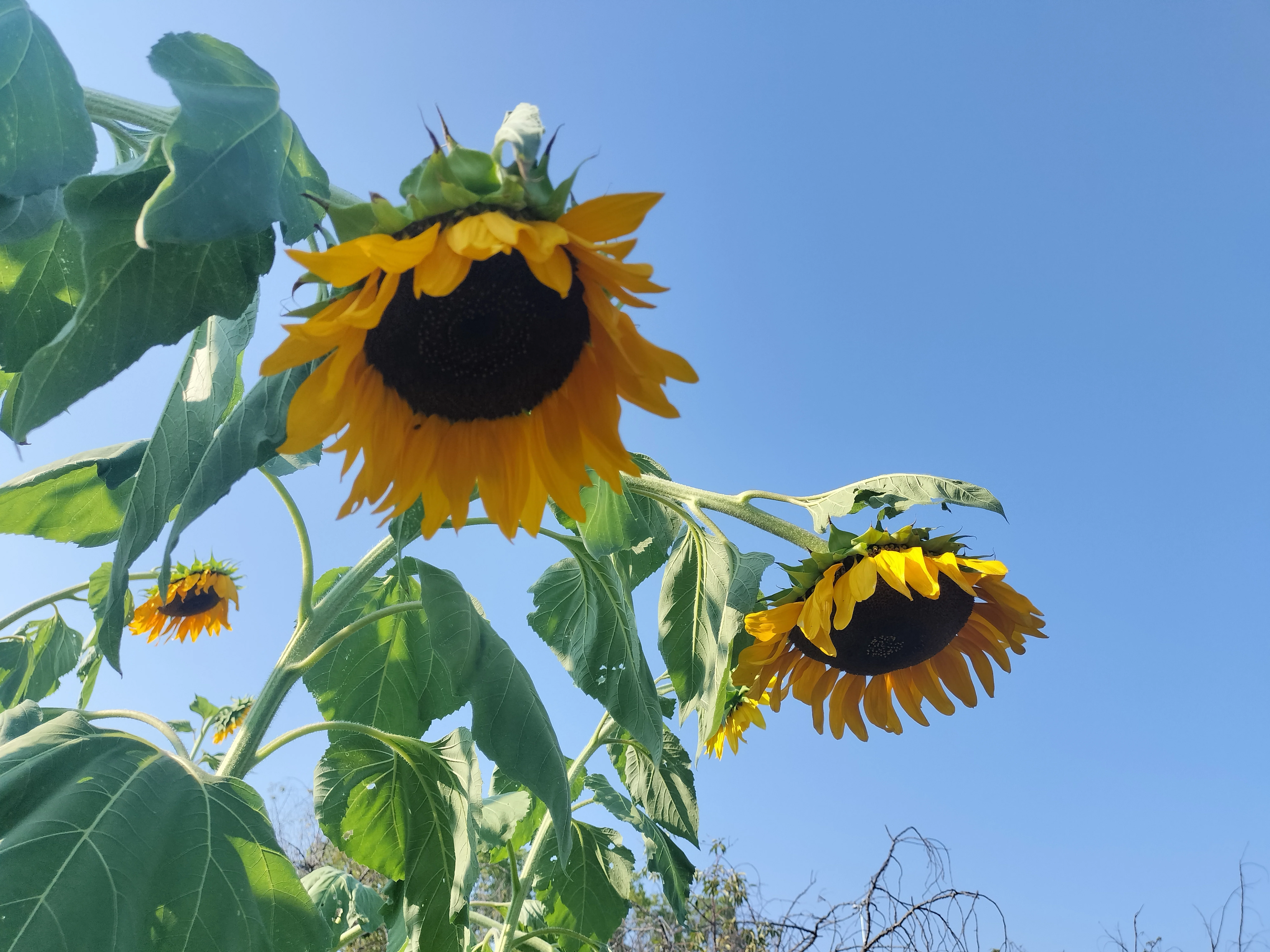 向日葵に寄せる想い mon cœur qui se reflète aux tournesols ｜Mitsu