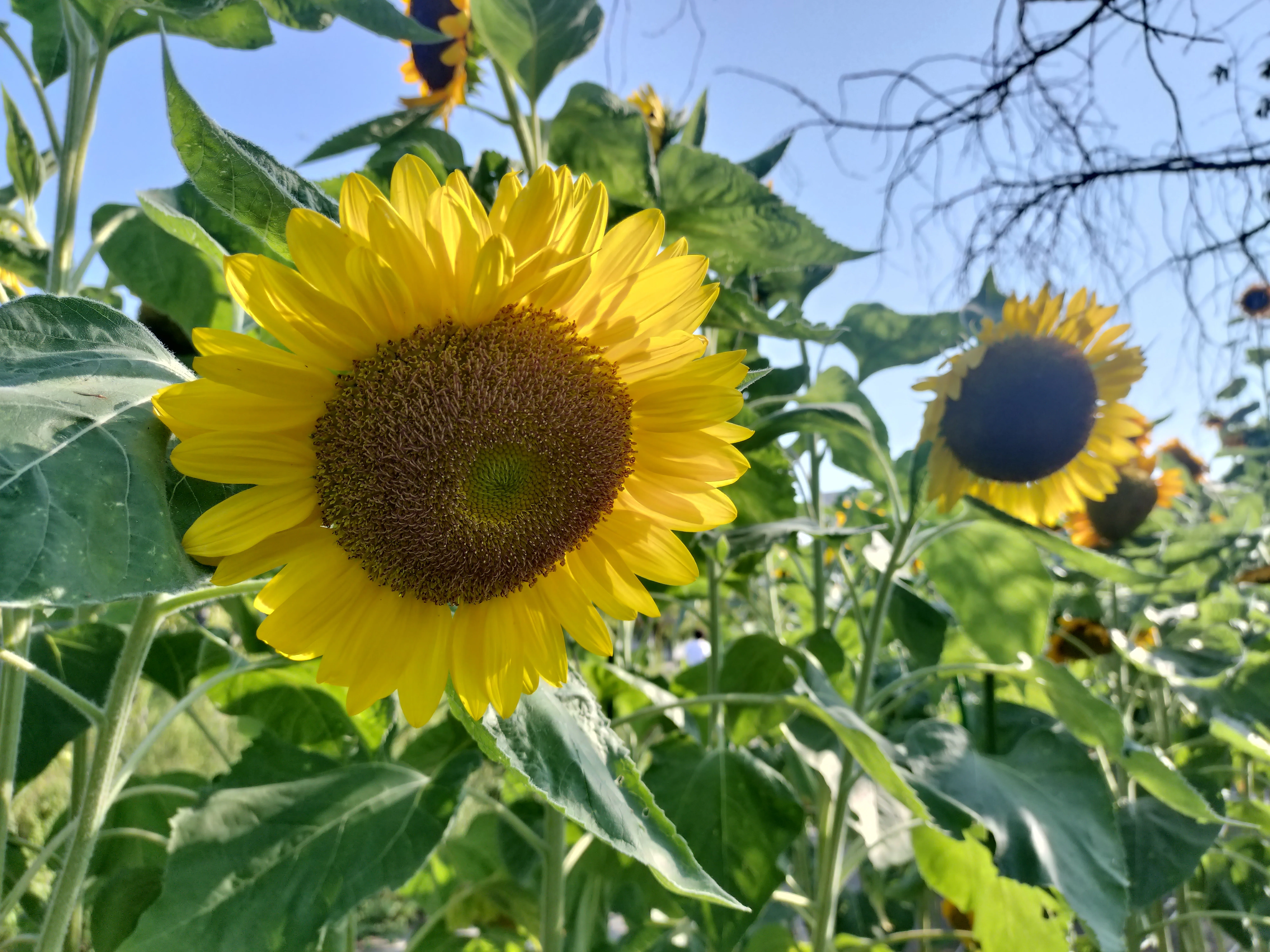 向日葵に寄せる想い mon cœur qui se reflète aux tournesols ｜Mitsu