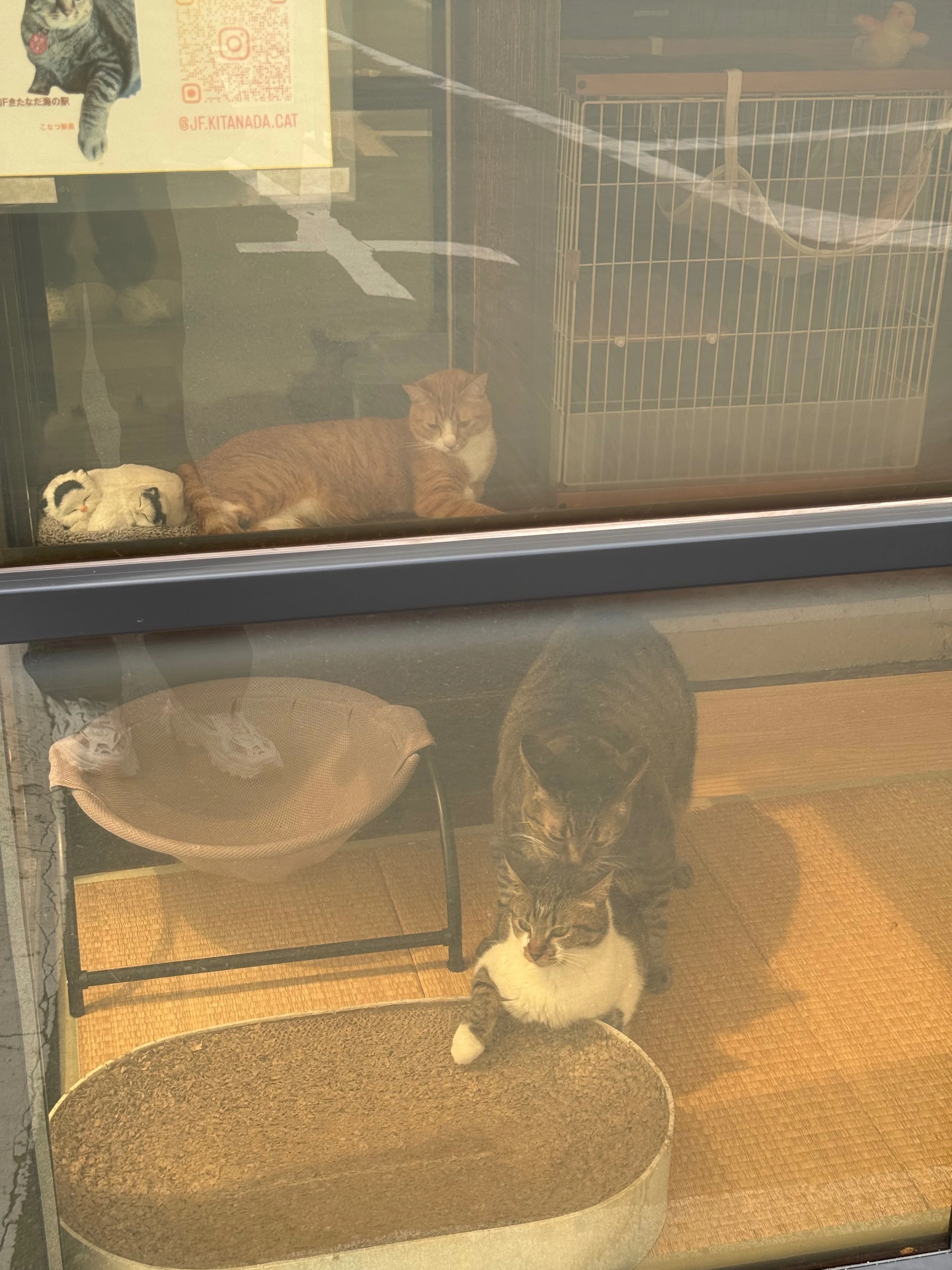 035 猫の駅長さんと新鮮な魚を堪能！ 「JF北灘さかな市」｜タビジロウ