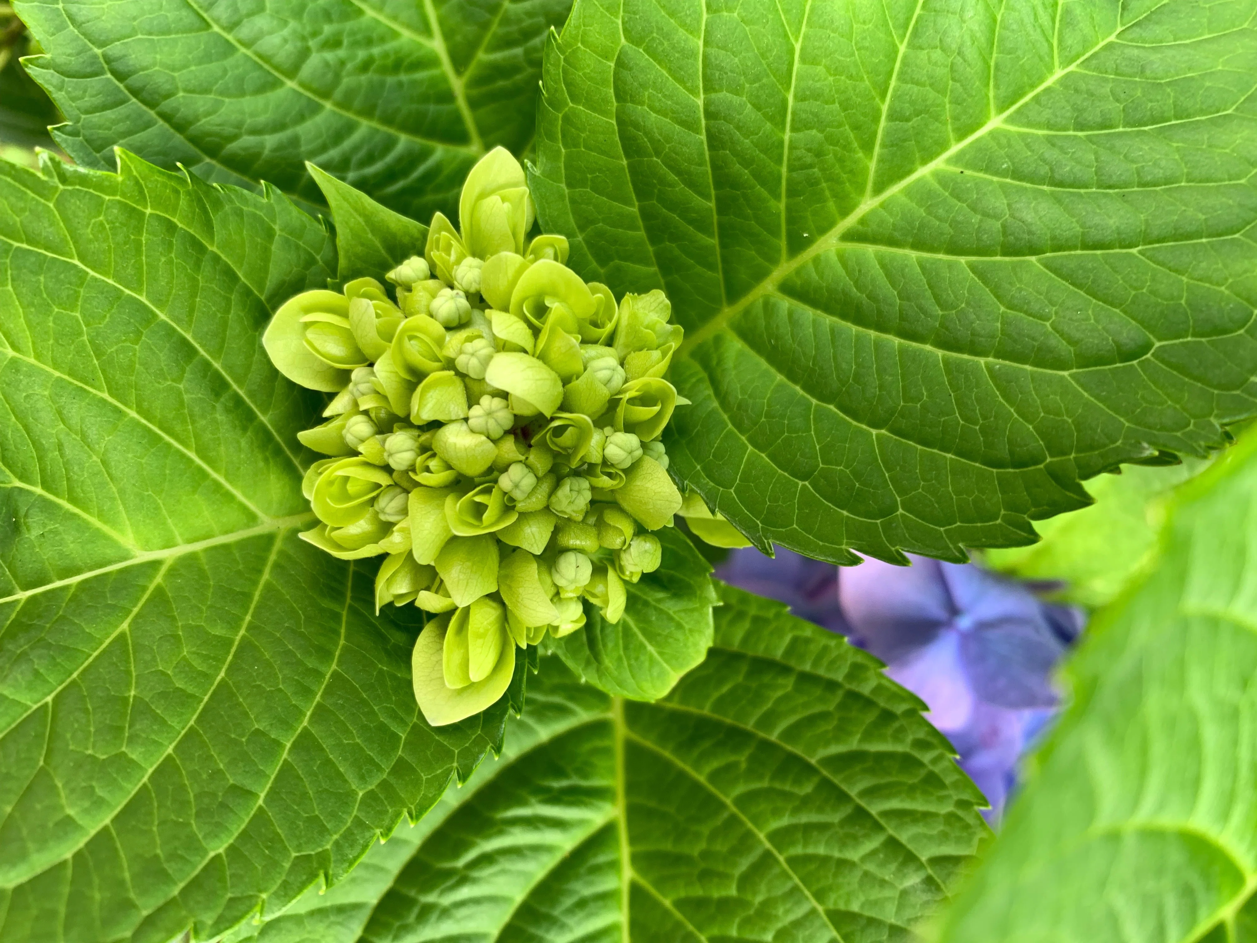 北海道花暦】紫陽花・あじさい｜Gonta