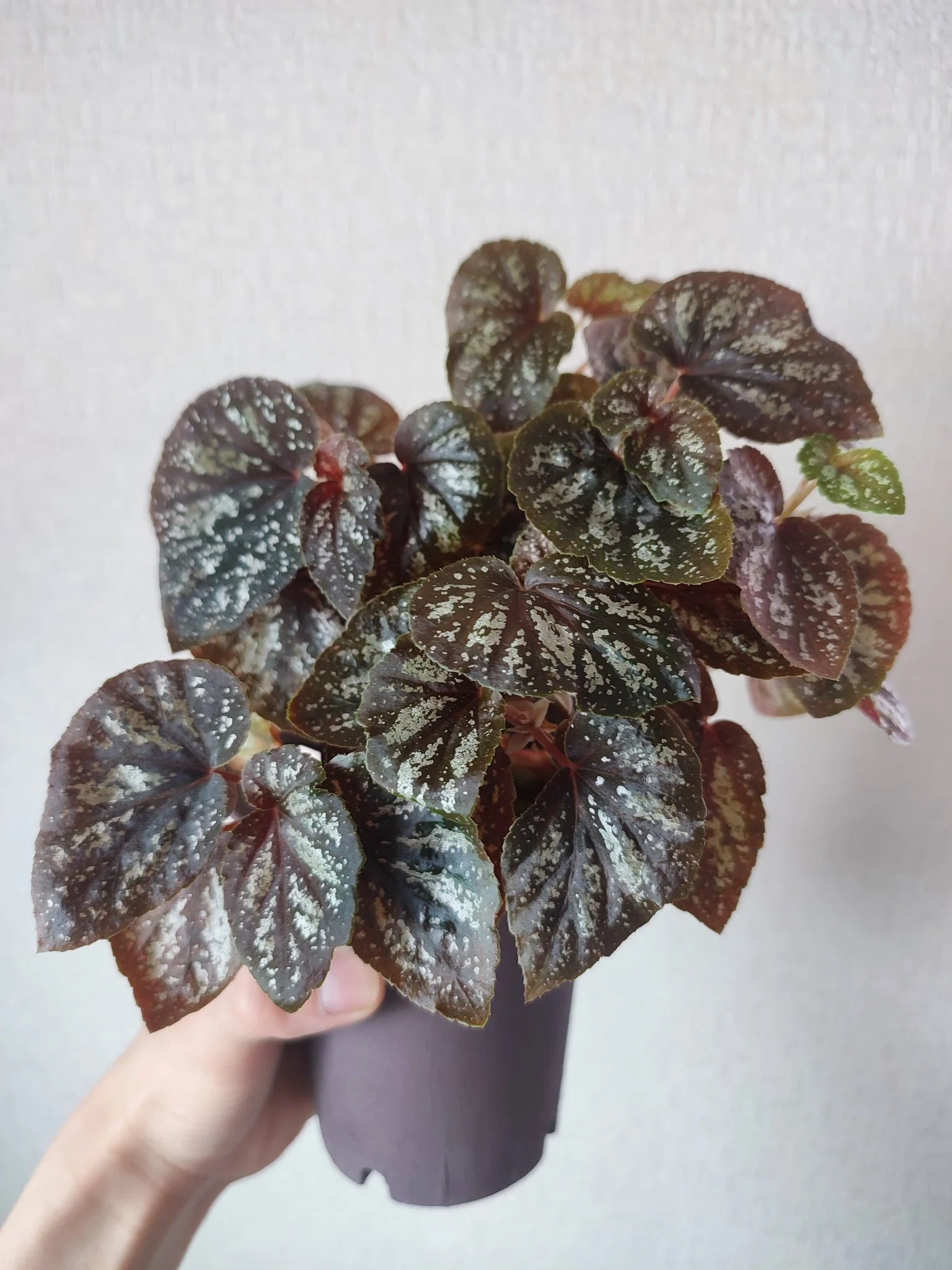 Begonia U168 ベゴニア U168 の分類・分布・形態について｜ざび