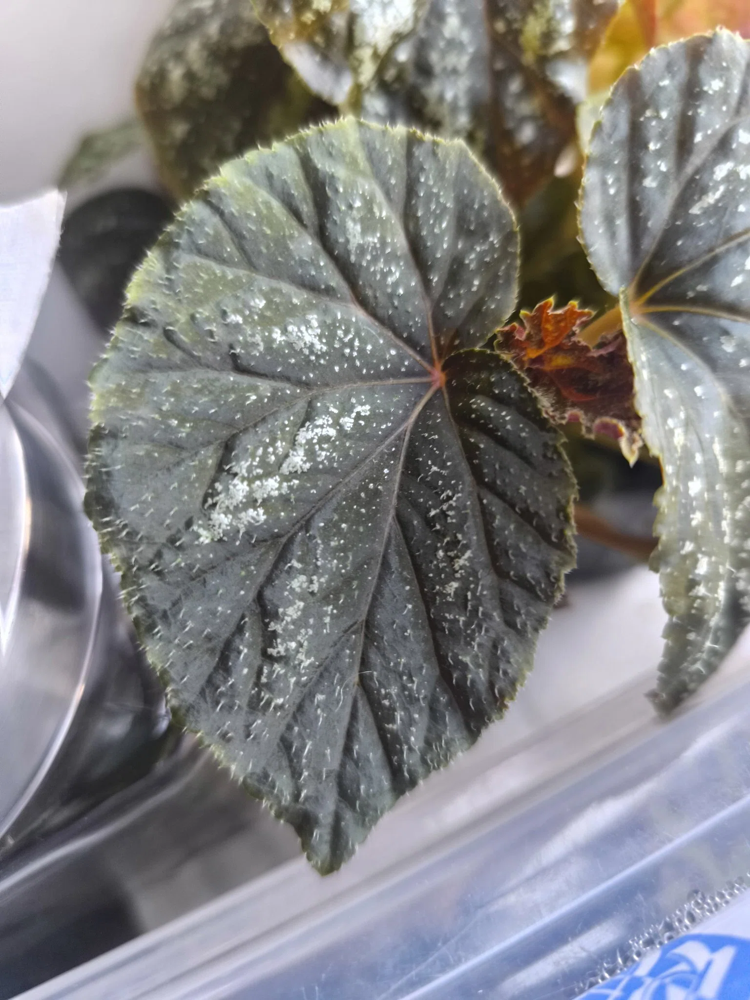 Begonia U168 ベゴニア U168 の分類・分布・形態について｜ざび