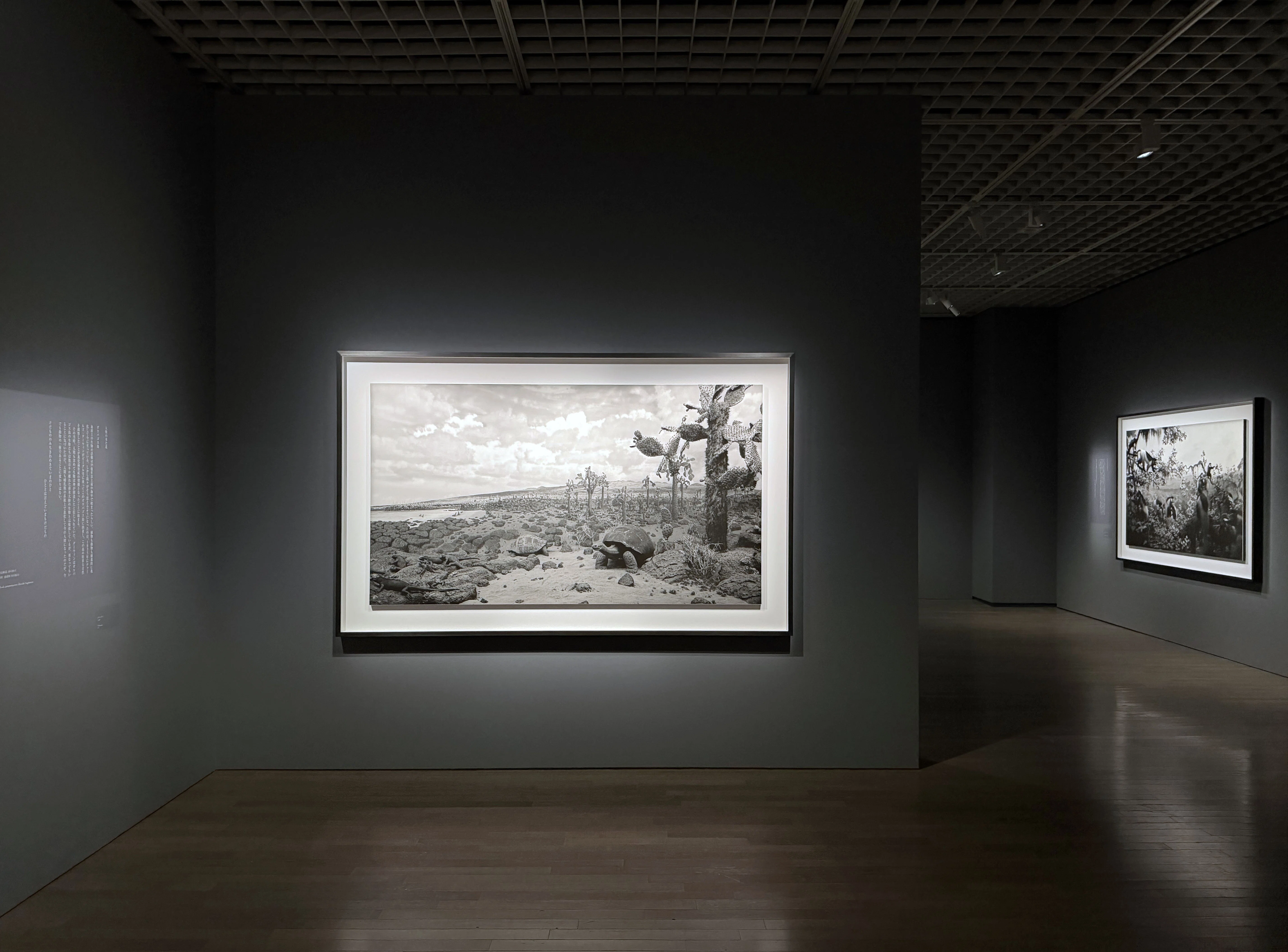 Art Exhibition 2026#46] Hiroshi Sugimoto: Endangered Photography