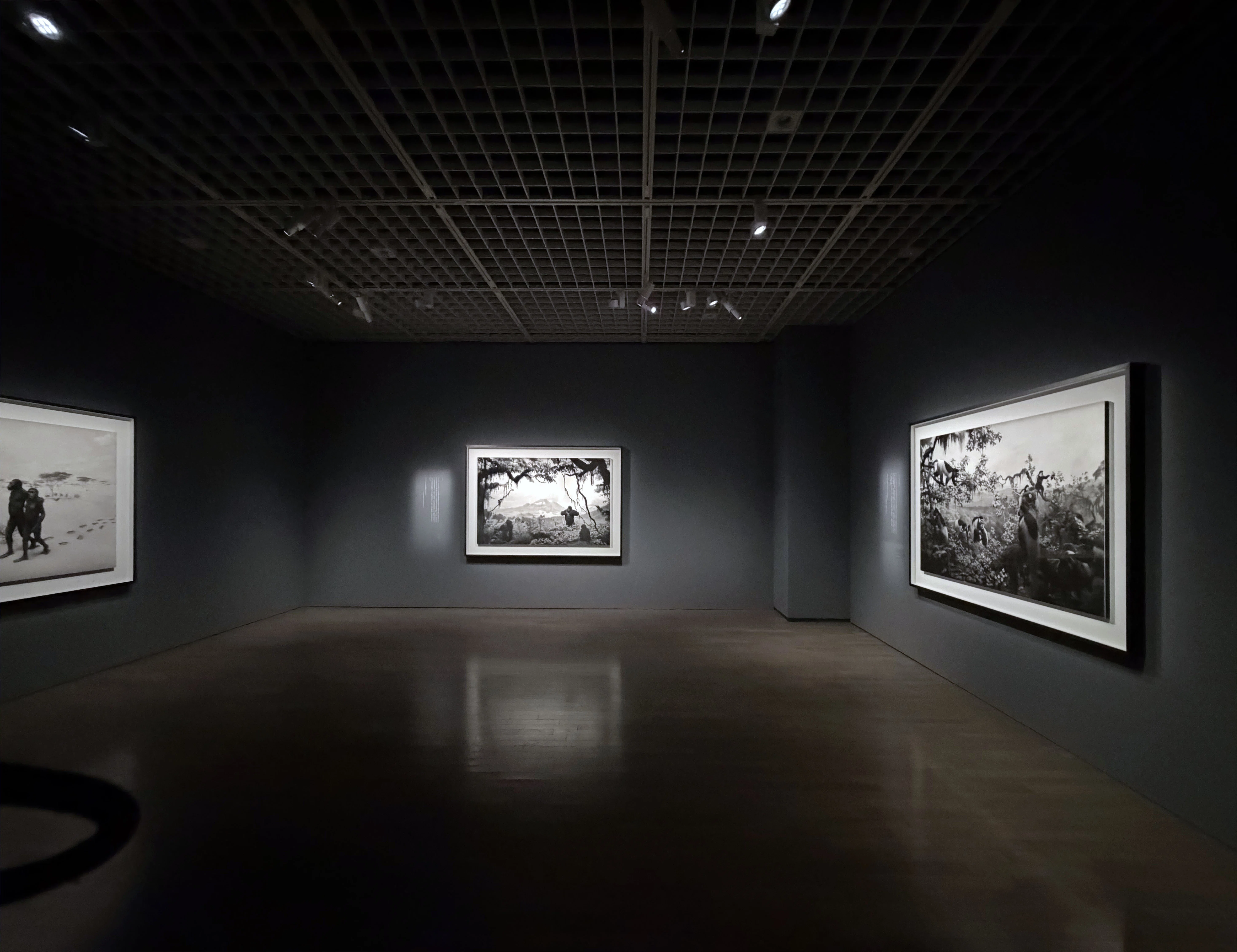 Art Exhibition 2026#46] Hiroshi Sugimoto: Endangered Photography