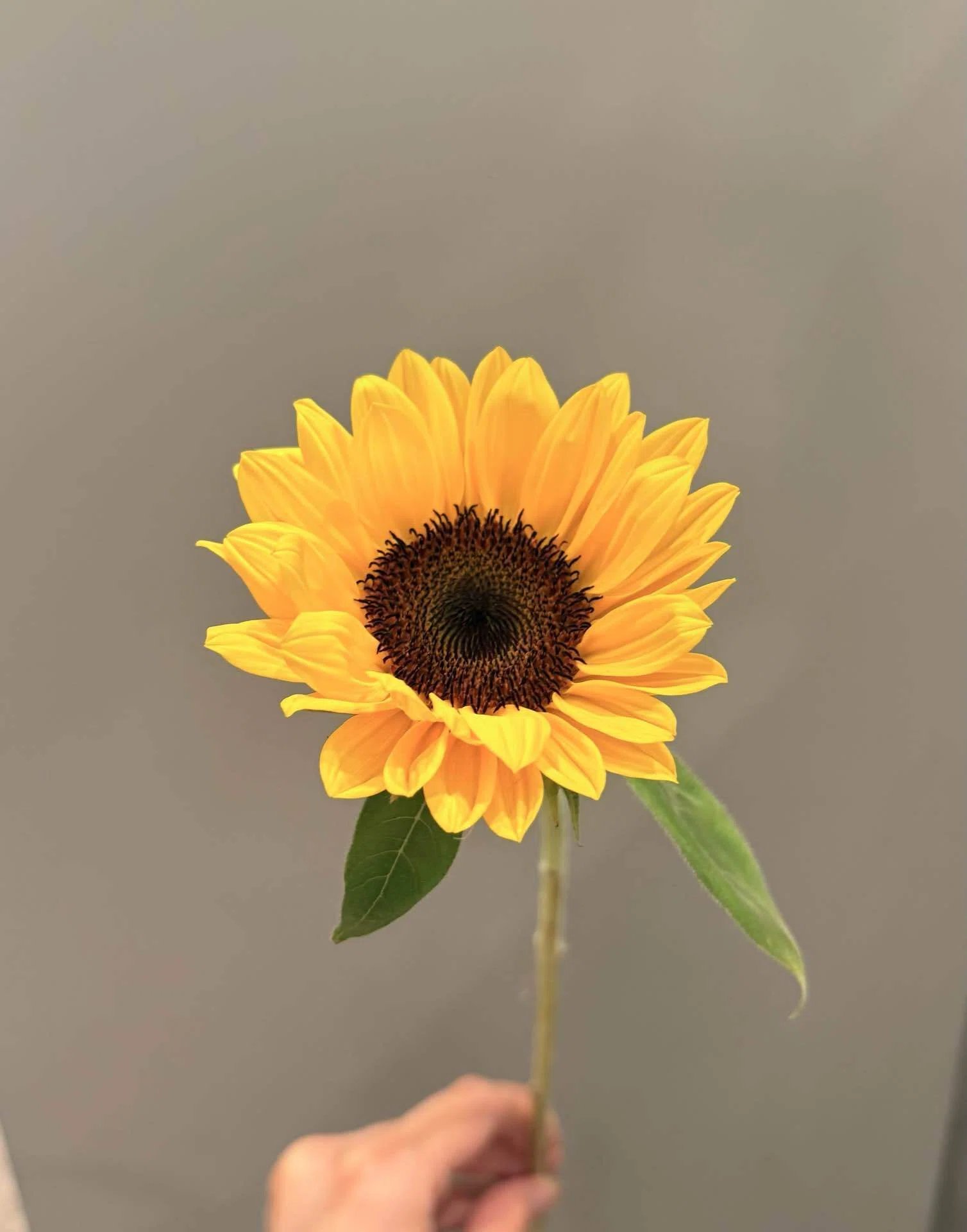 🌻The Star of Summer! Introducing Unique Sunflower Varieties🌻｜D