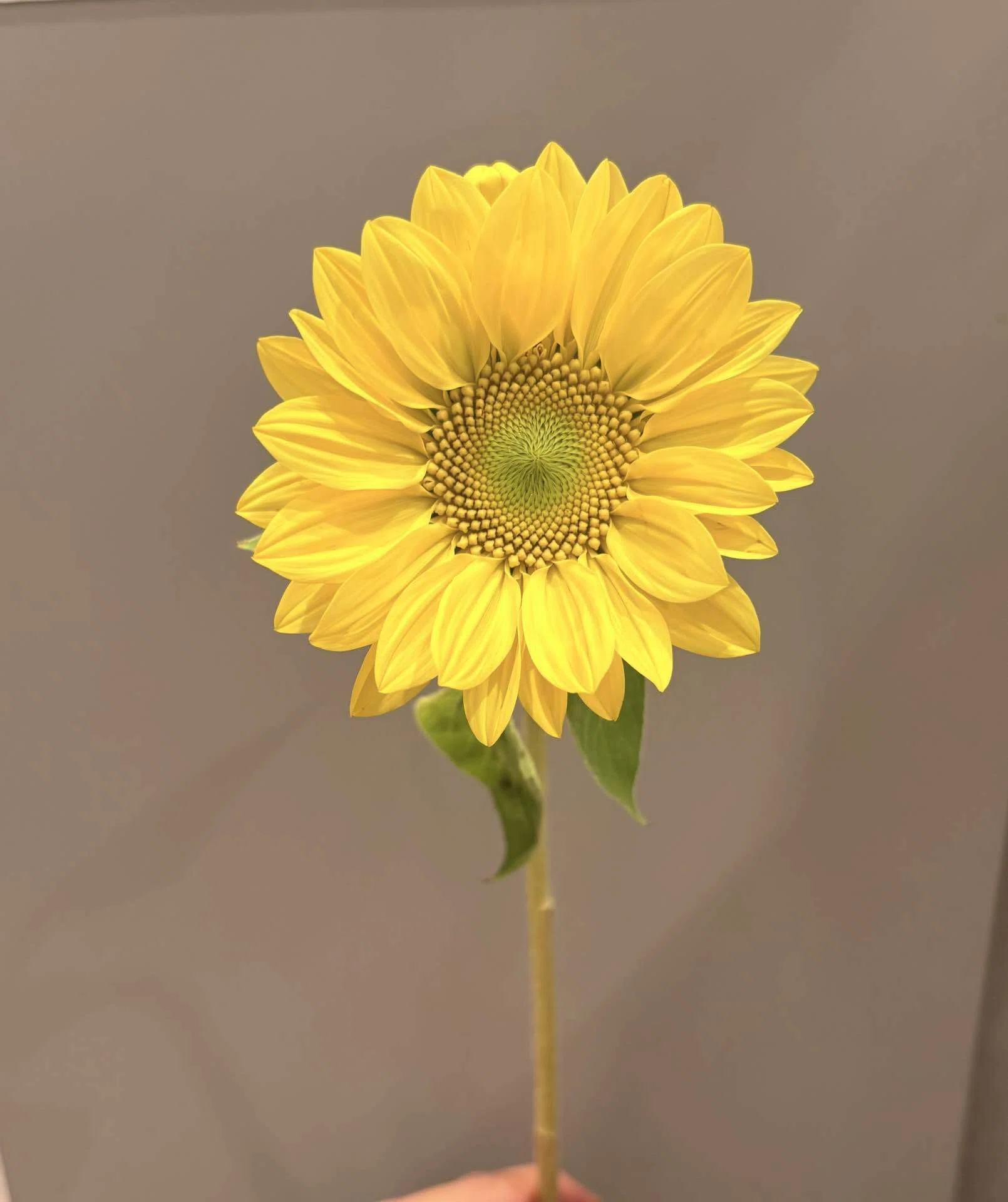 🌻The Star of Summer! Introducing Unique Sunflower Varieties🌻｜D