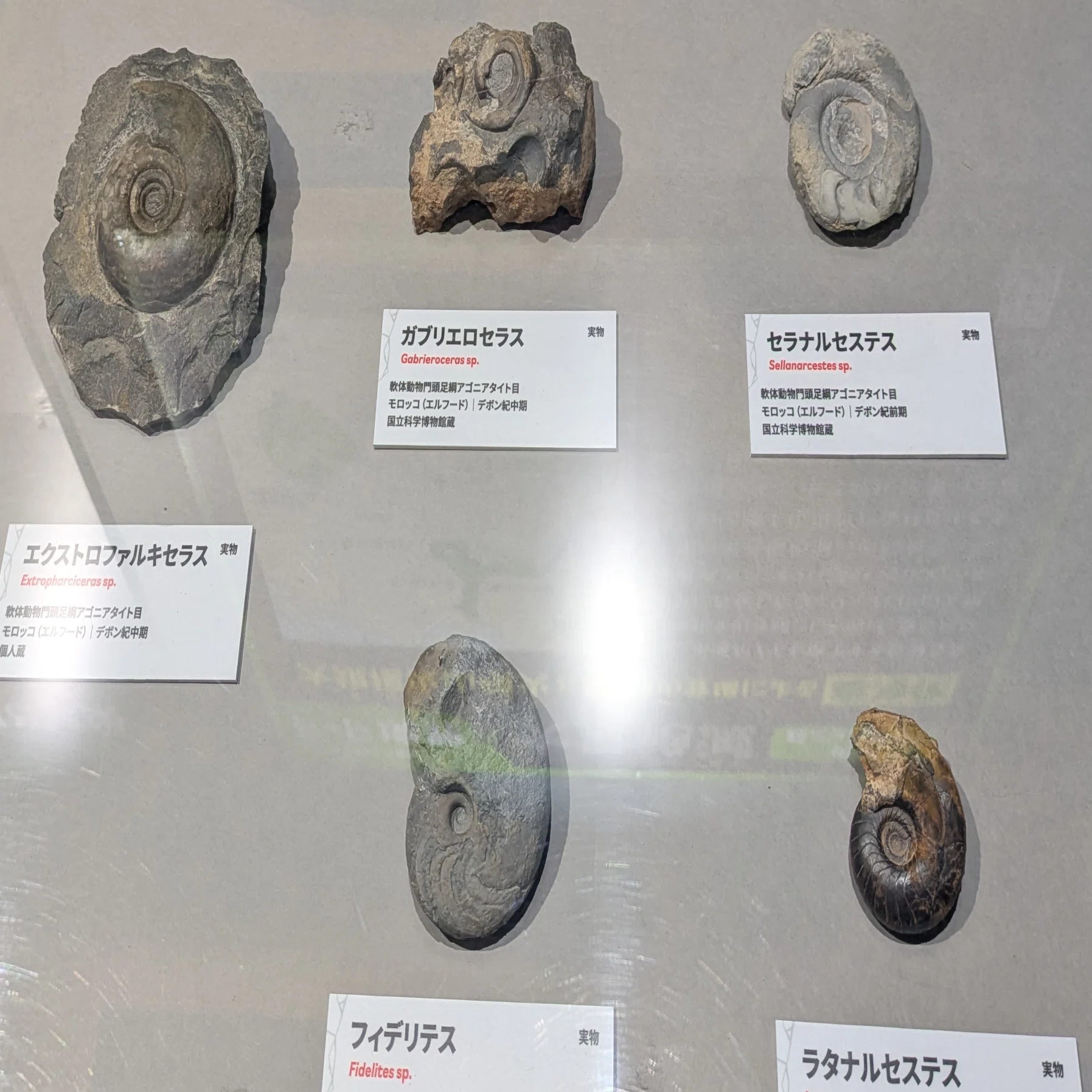 大絶滅展（大阪）レポ！ アンモナイトのしぶとさは必見。あと混雑が