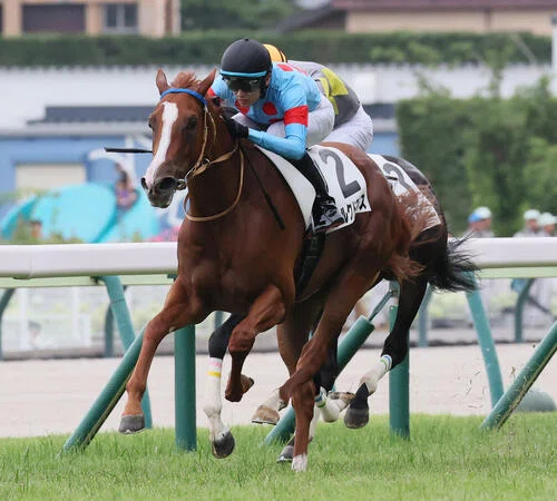 7/18-19 2歳戦振り返り｜さら。