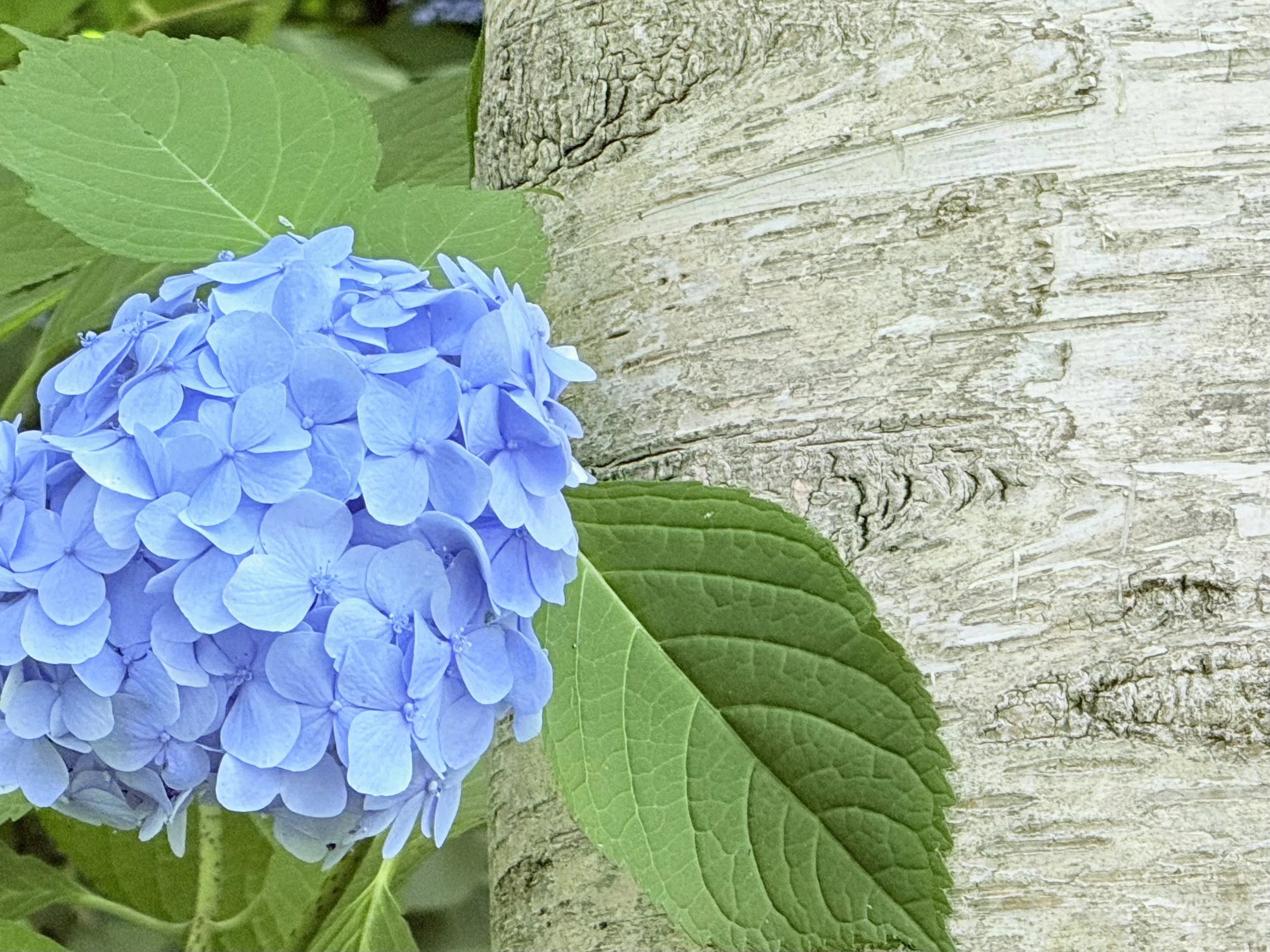 北海道花暦】紫陽花・あじさい｜Gonta