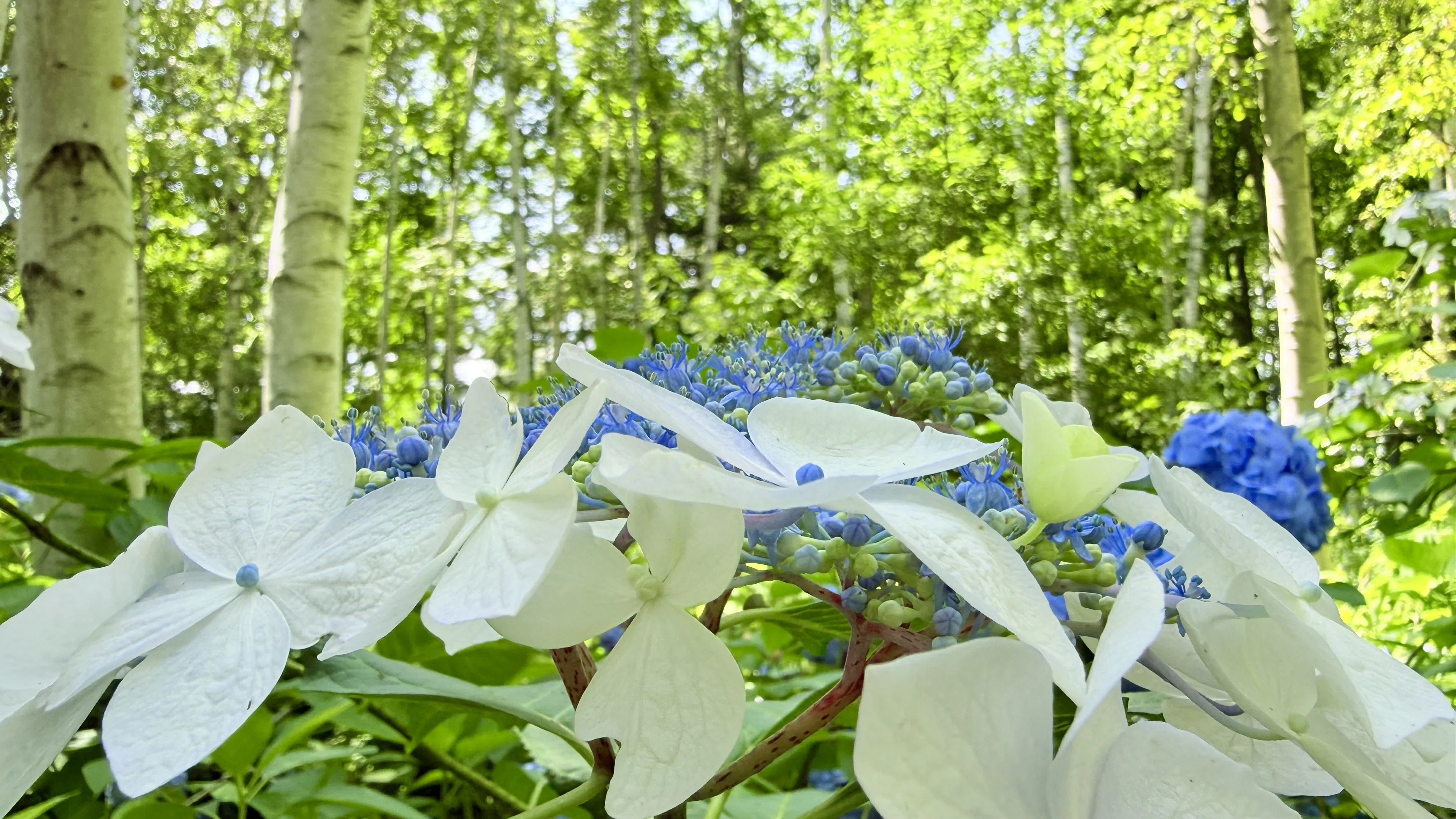 北海道花暦】紫陽花・あじさい｜Gonta