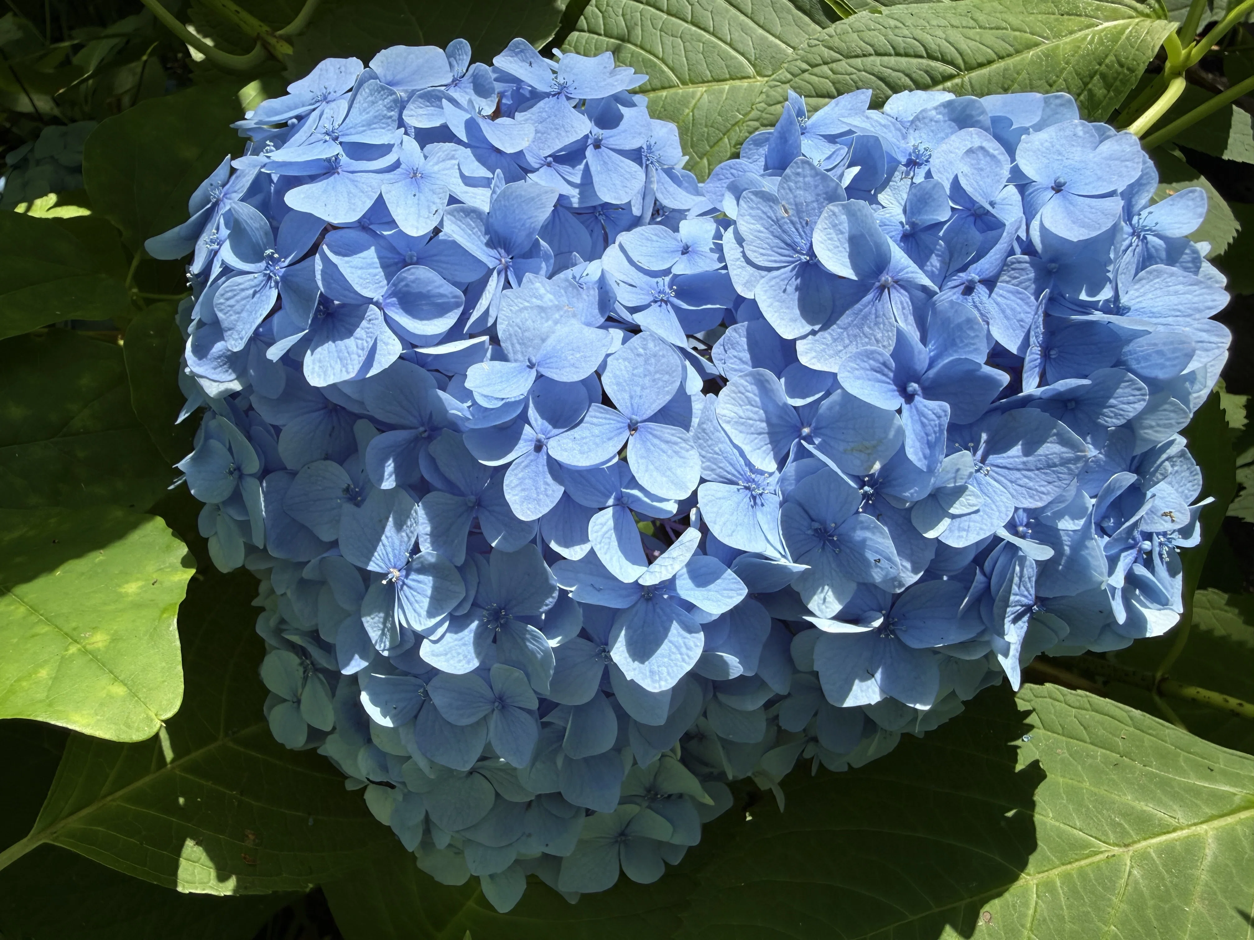 北海道花暦】紫陽花・あじさい｜Gonta