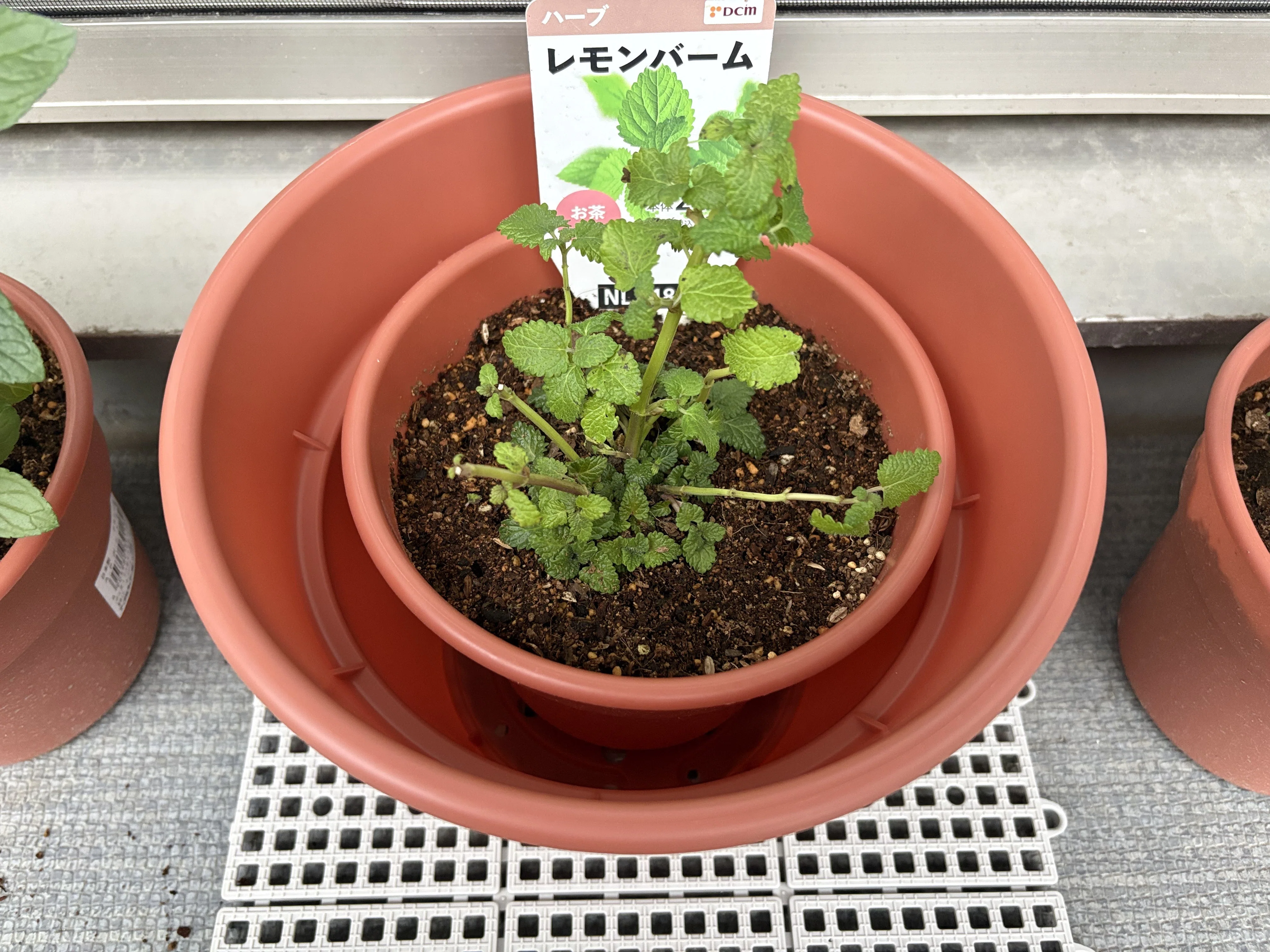 レモンバームのその後｜甘口ワイン
