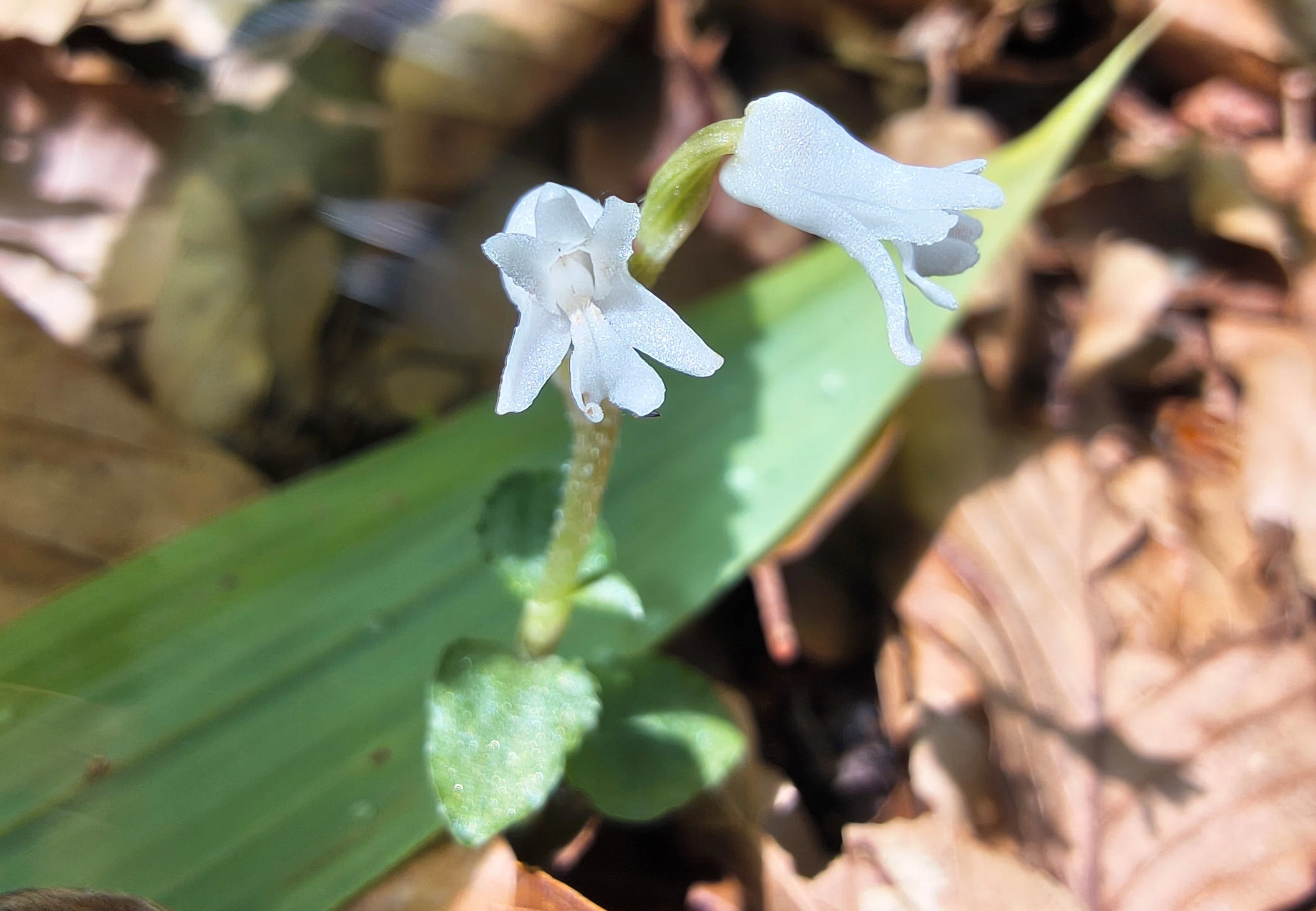 早朝の白髪山】白き小さな花アリドオシランを求めて｜郁諷庵・宗渓 ikufuan