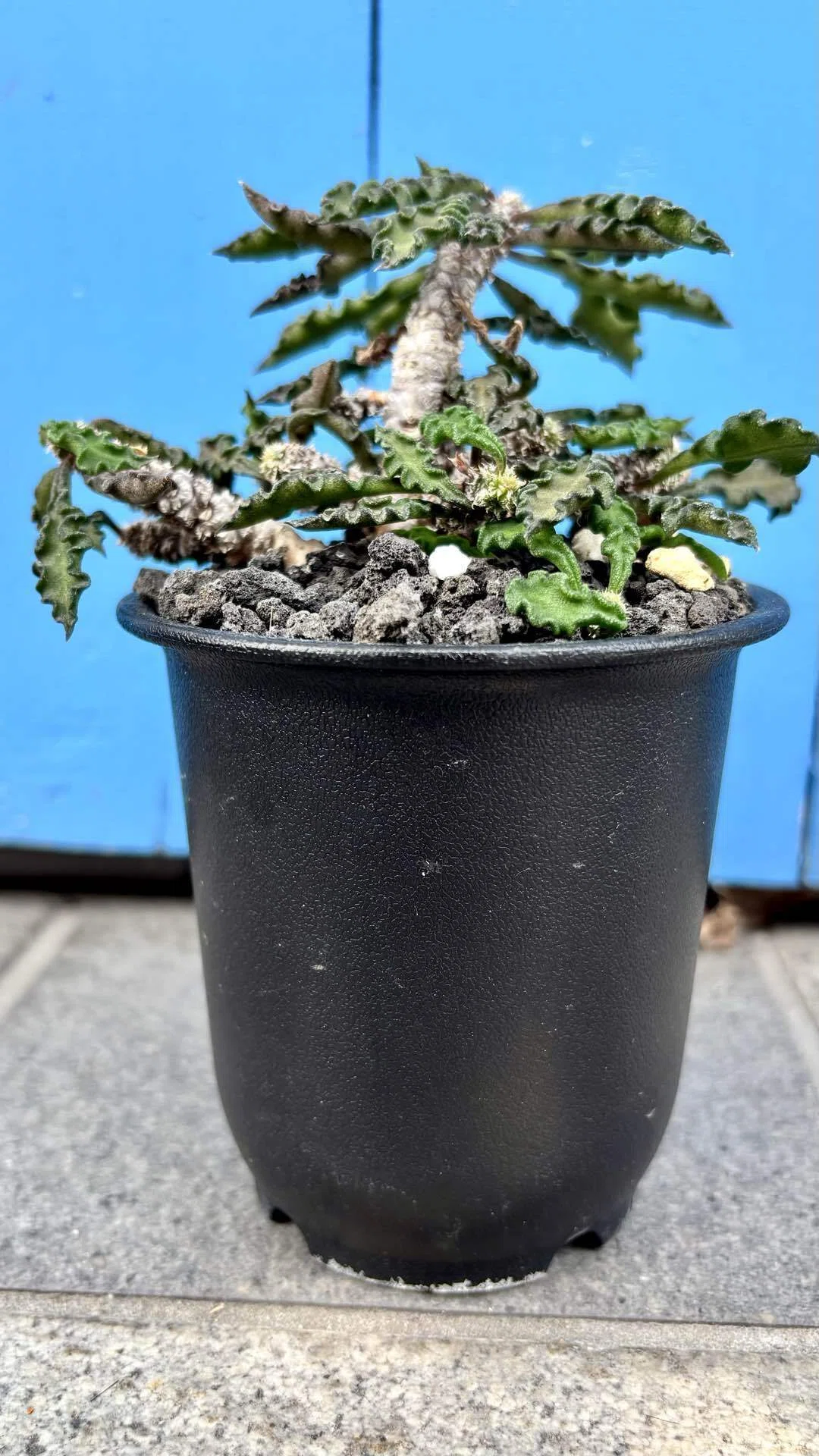 ユーフォルビア|デカリー|君は一体誰なのか？｜cova 塊根植物に沼った