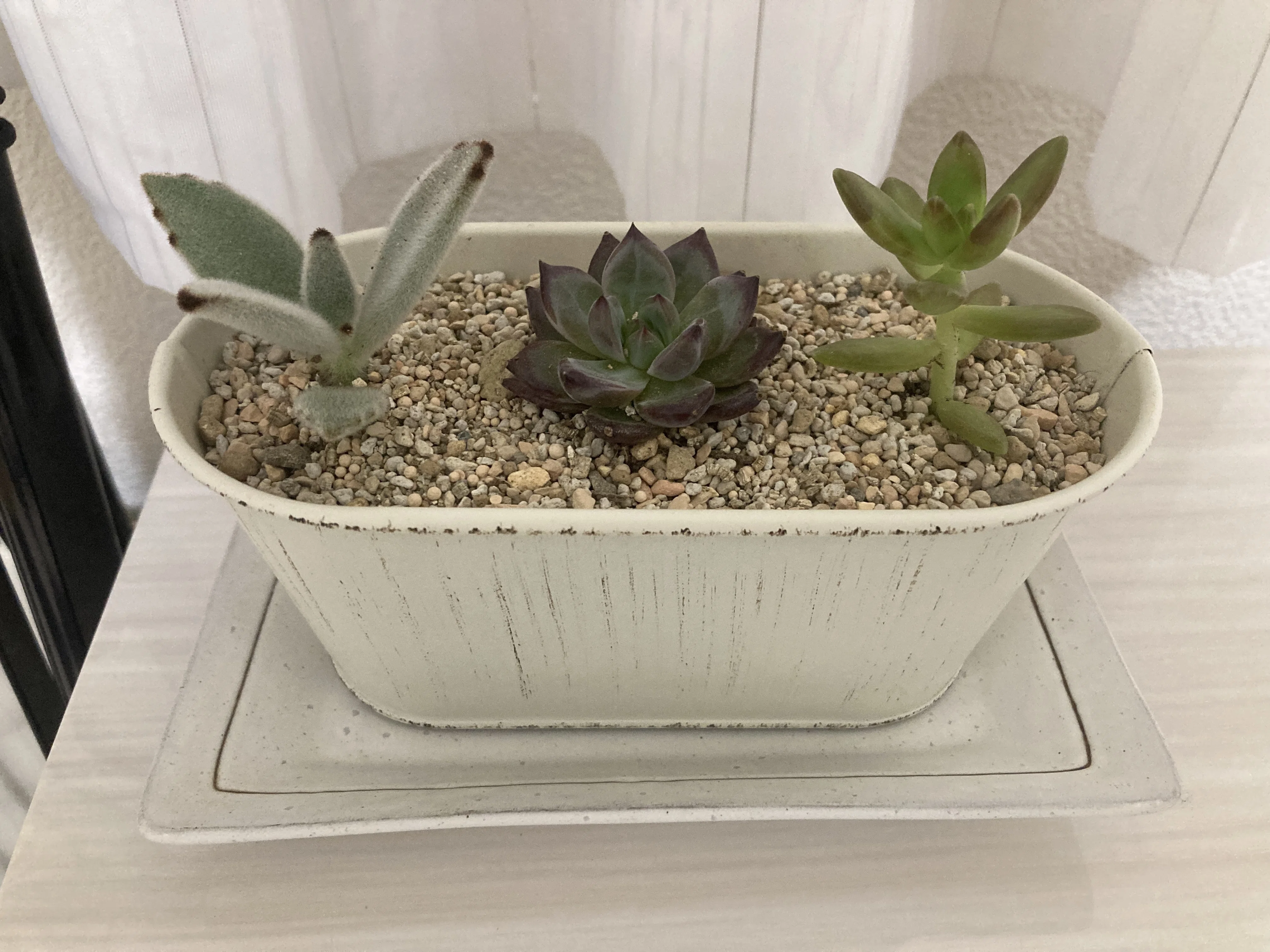 Top【選抜株】多肉植物　361853モーニングデュー　35個　鉢無し/脱土 🌵ついに多肉植物デビュー🙌お気に入りを選んで寄せ植えしてみました