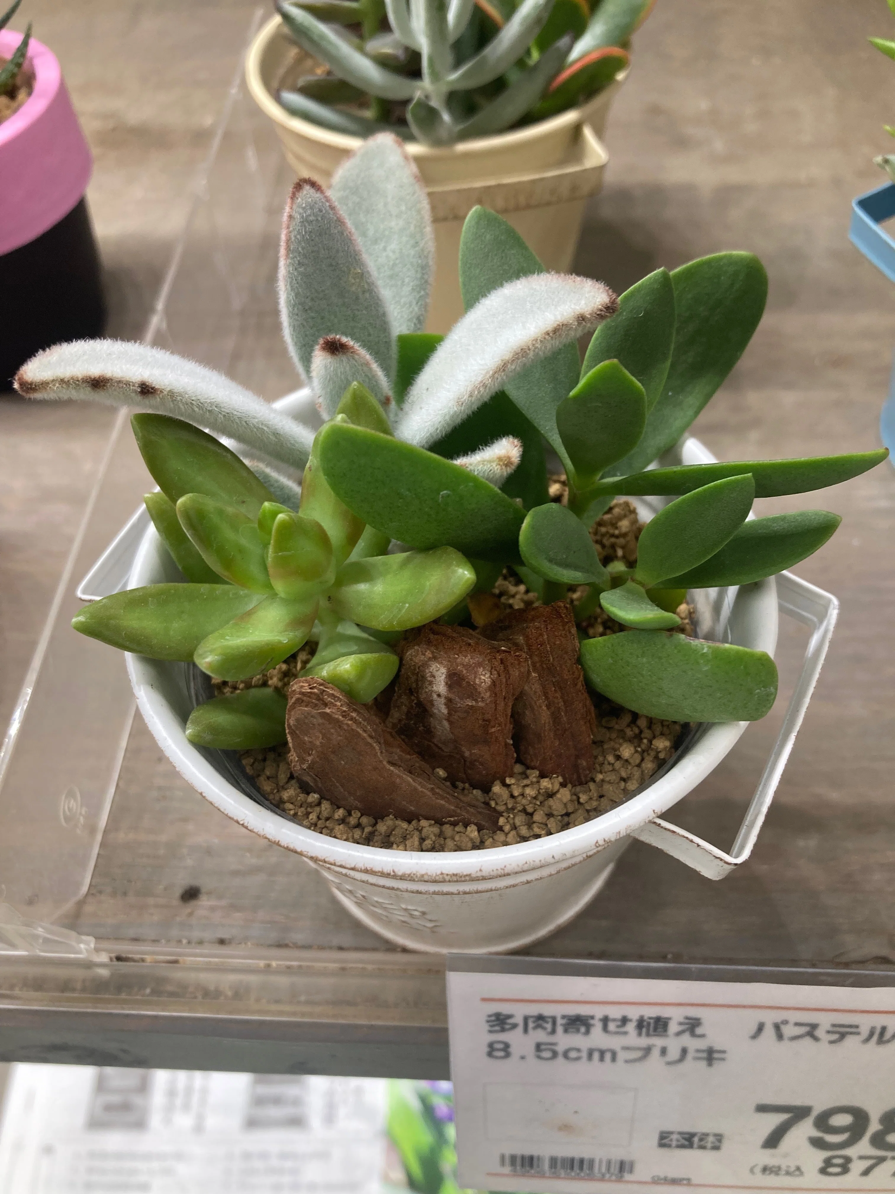 🌵ついに多肉植物デビュー🙌お気に入りを選んで寄せ植えしてみました