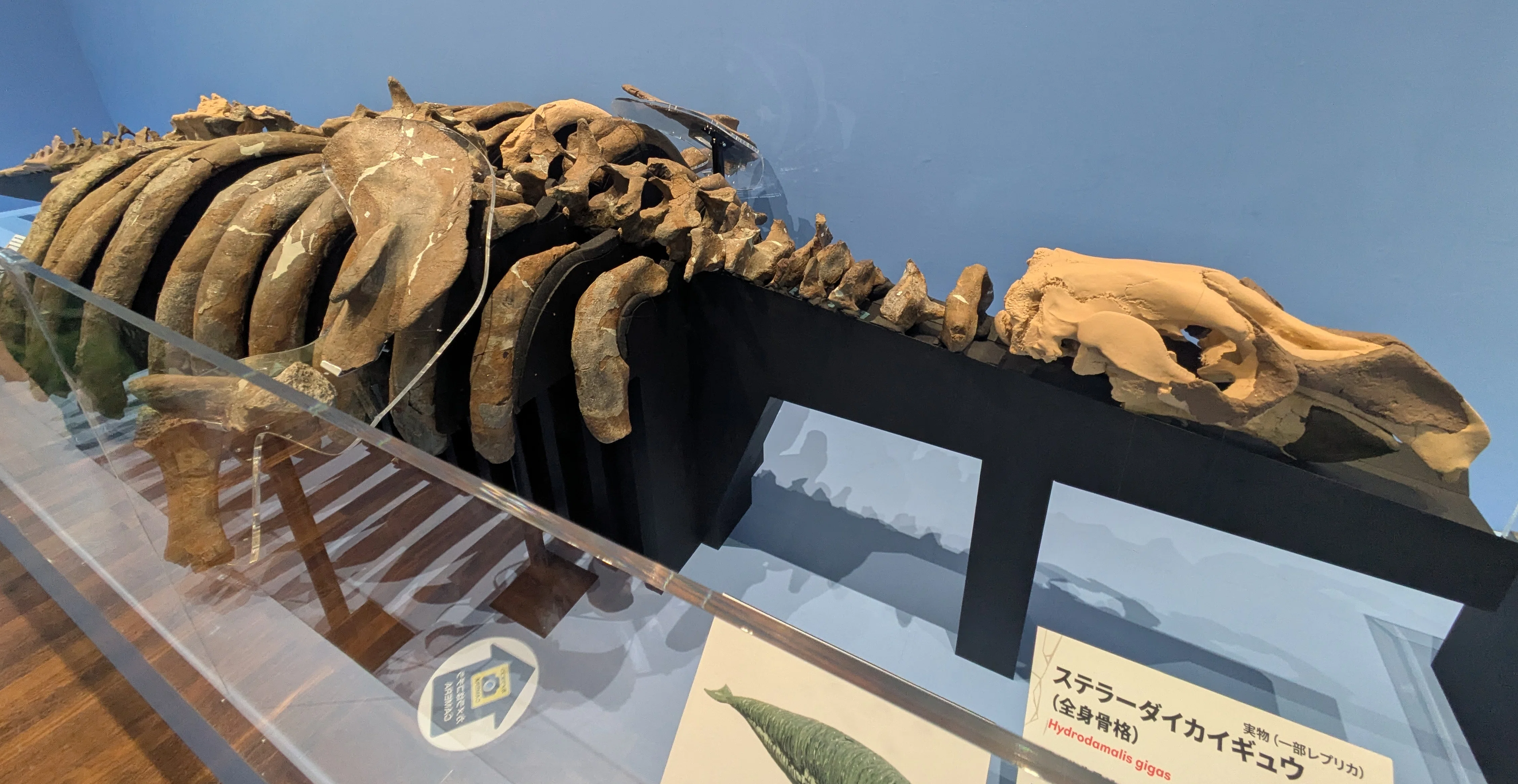 大絶滅展（大阪）レポ！ アンモナイトのしぶとさは必見。あと混雑が
