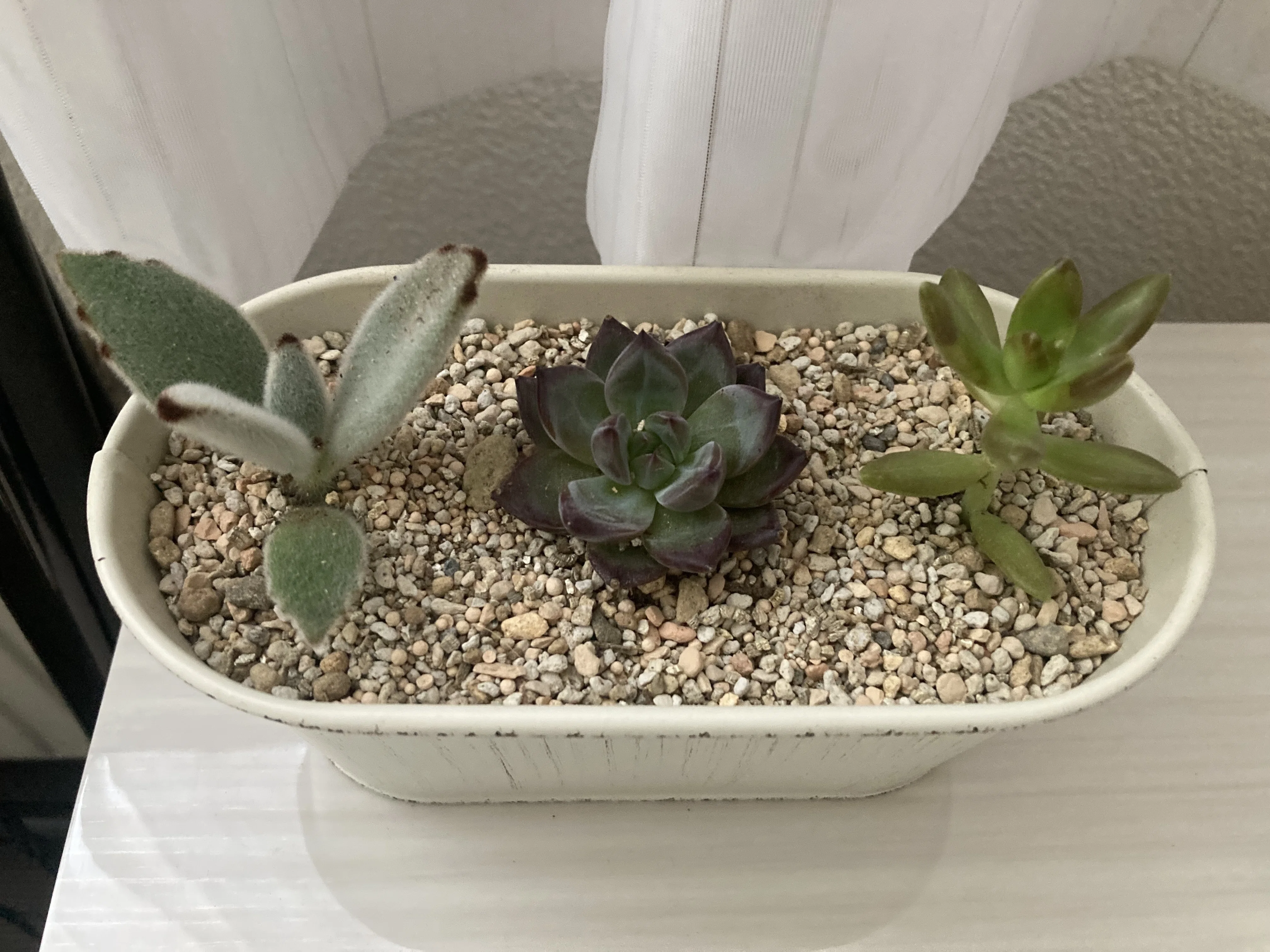 🌵ついに多肉植物デビュー🙌お気に入りを選んで寄せ植えしてみました