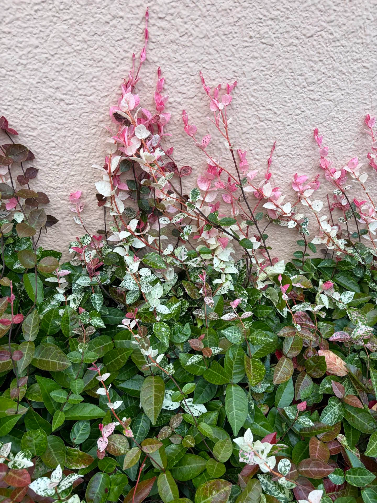散歩道の植物】ハツユキカズラ｜僕の日記 | みっちー