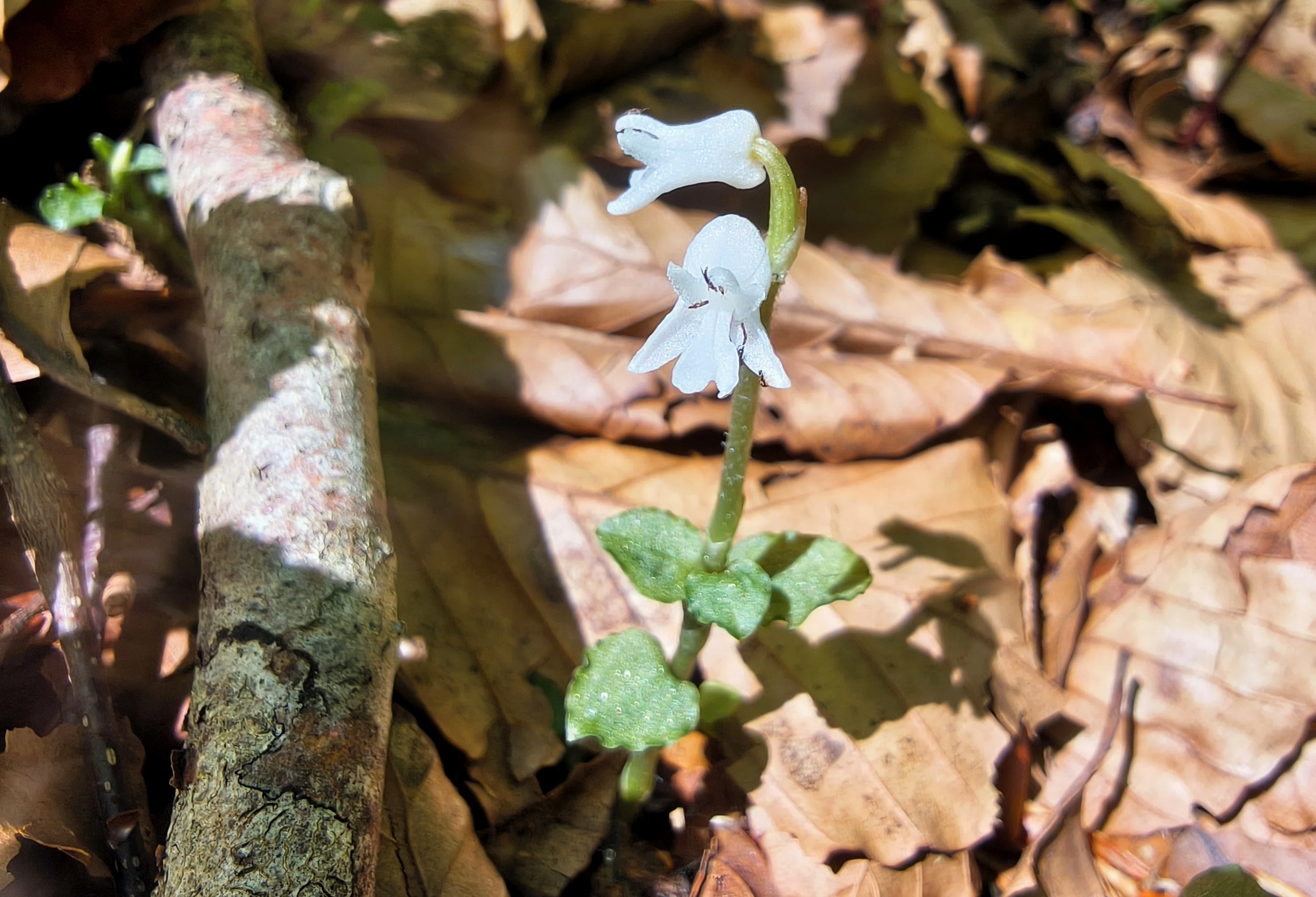 早朝の白髪山】白き小さな花アリドオシランを求めて｜郁諷庵・宗渓 ikufuan