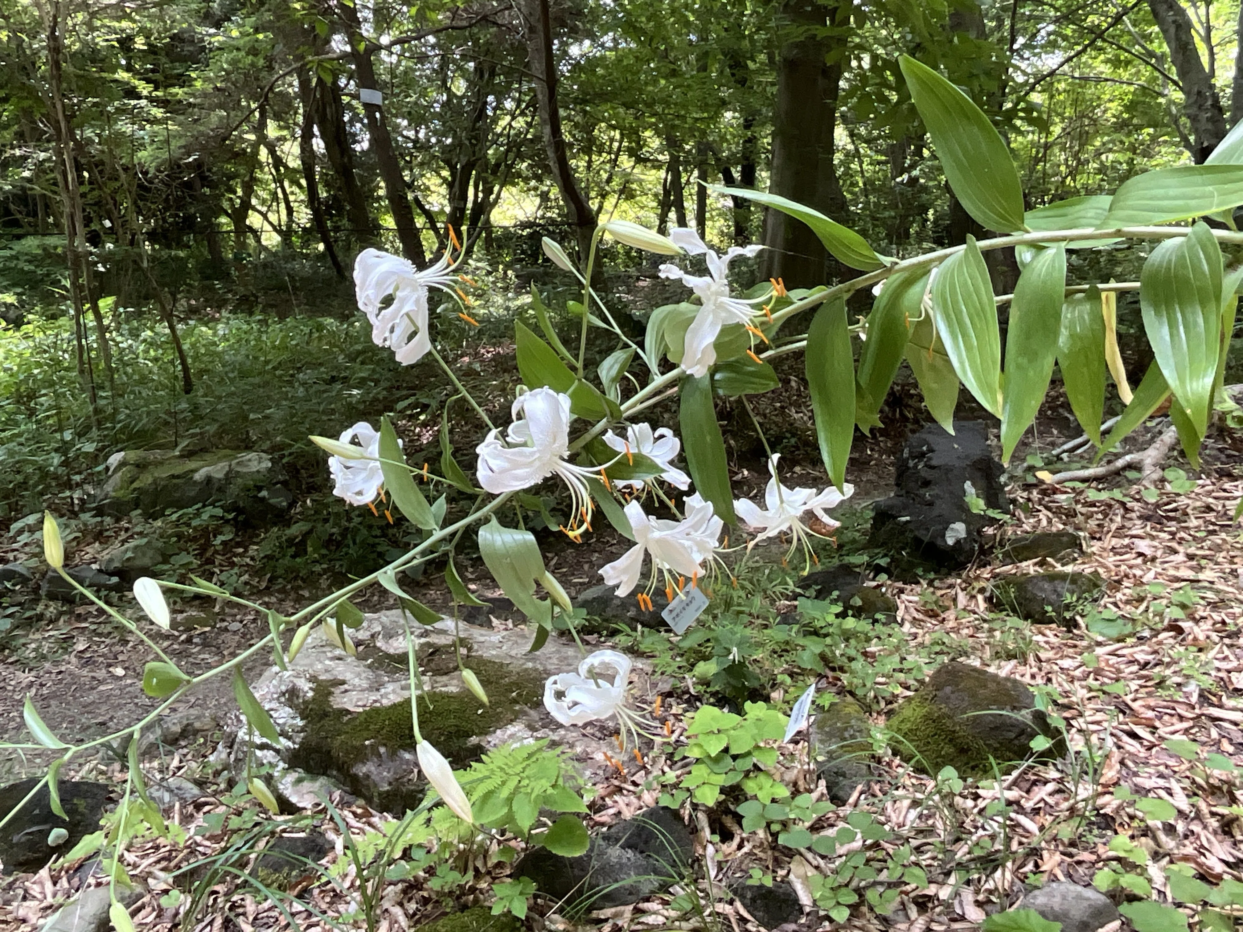 カノコユリ（白花）（京都府立植物園）：2026年8月4日（火）｜藤井秀昭