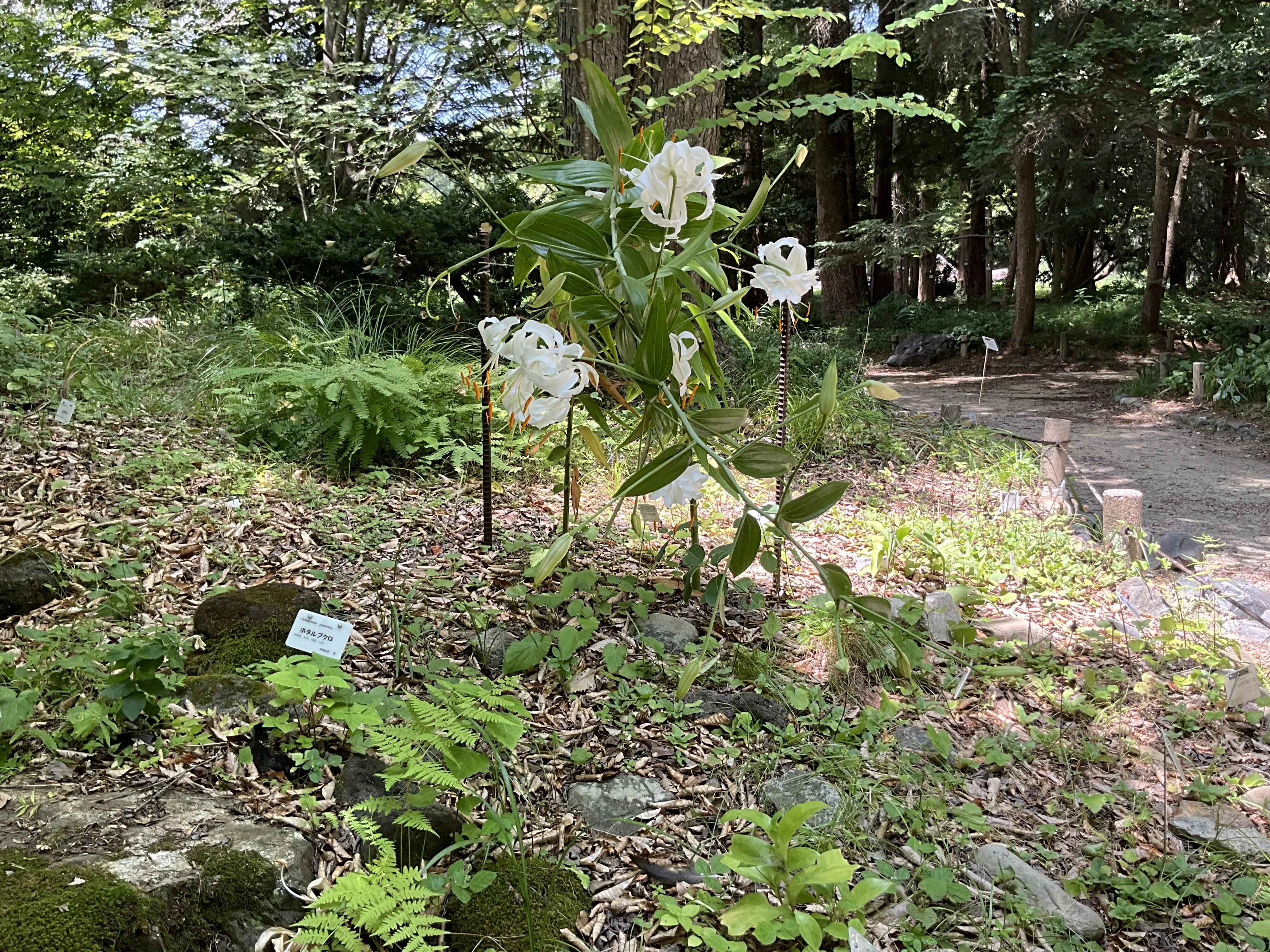 カノコユリ（白花）（京都府立植物園）：2026年8月4日（火）｜藤井秀昭