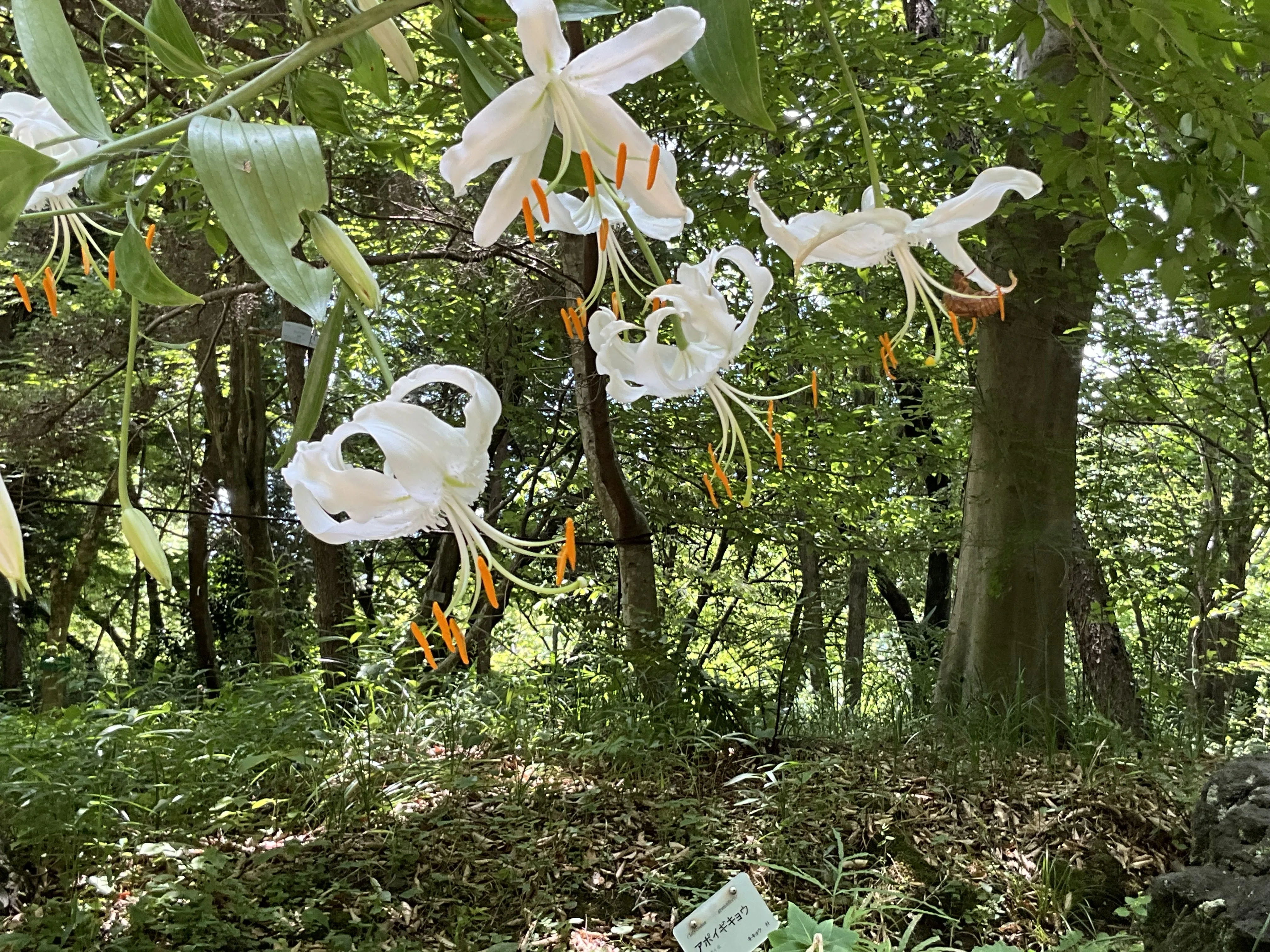 カノコユリ（白花）（京都府立植物園）：2026年8月4日（火）｜藤井秀昭