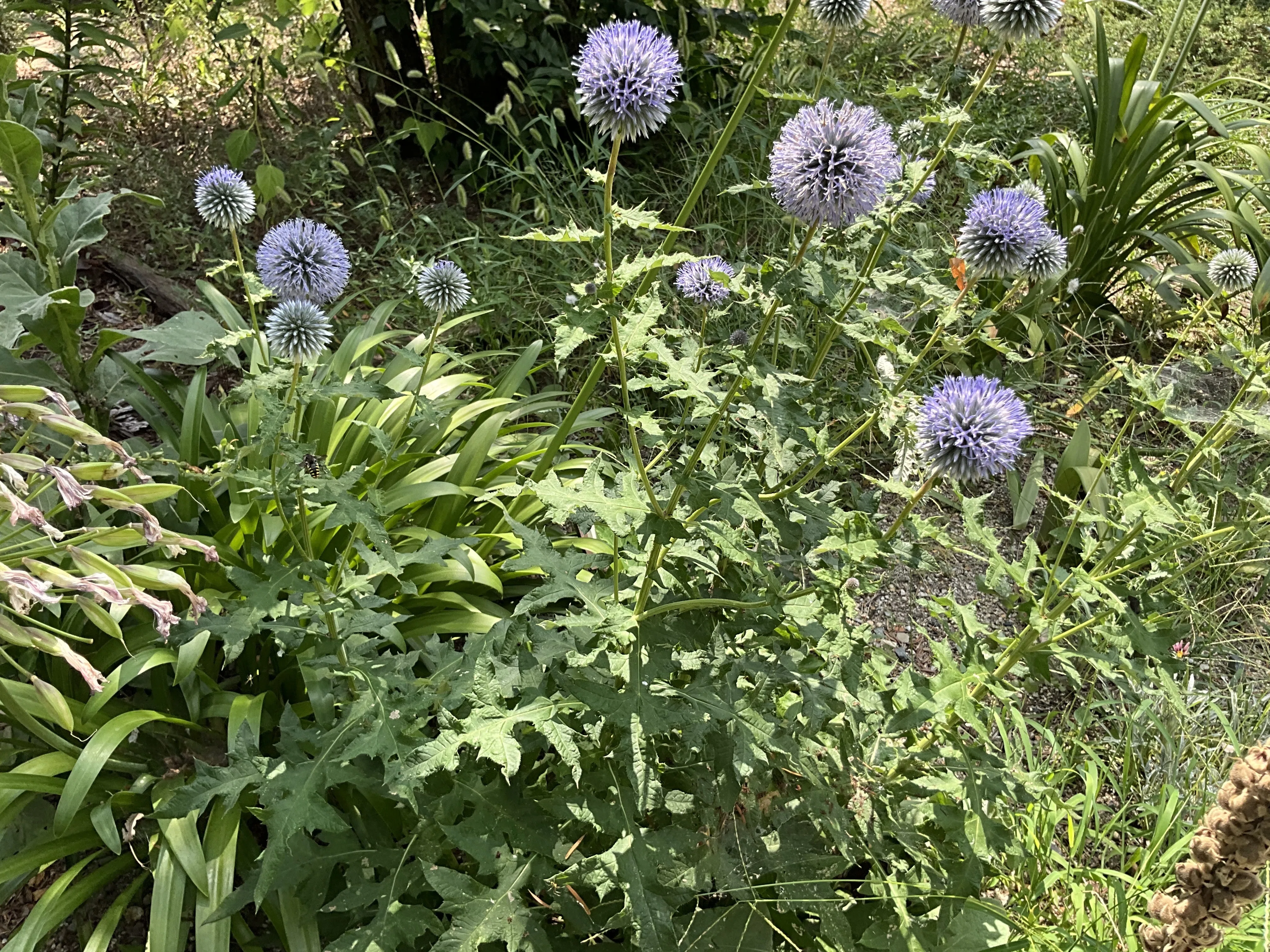 ルリタマアザミ（京都府立植物園）：2026年8月4日（火）｜藤井秀昭