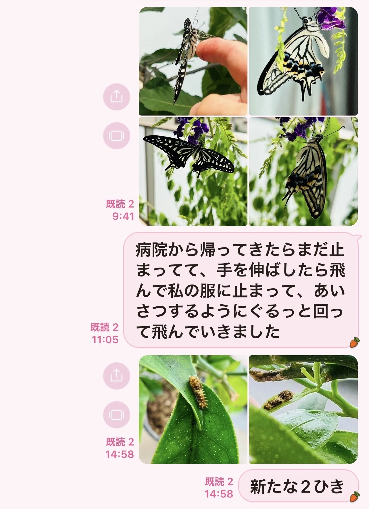 人参🥕とみかんの皮🍊でアゲハを育てる 2026 （飛び立つ！）｜ミント