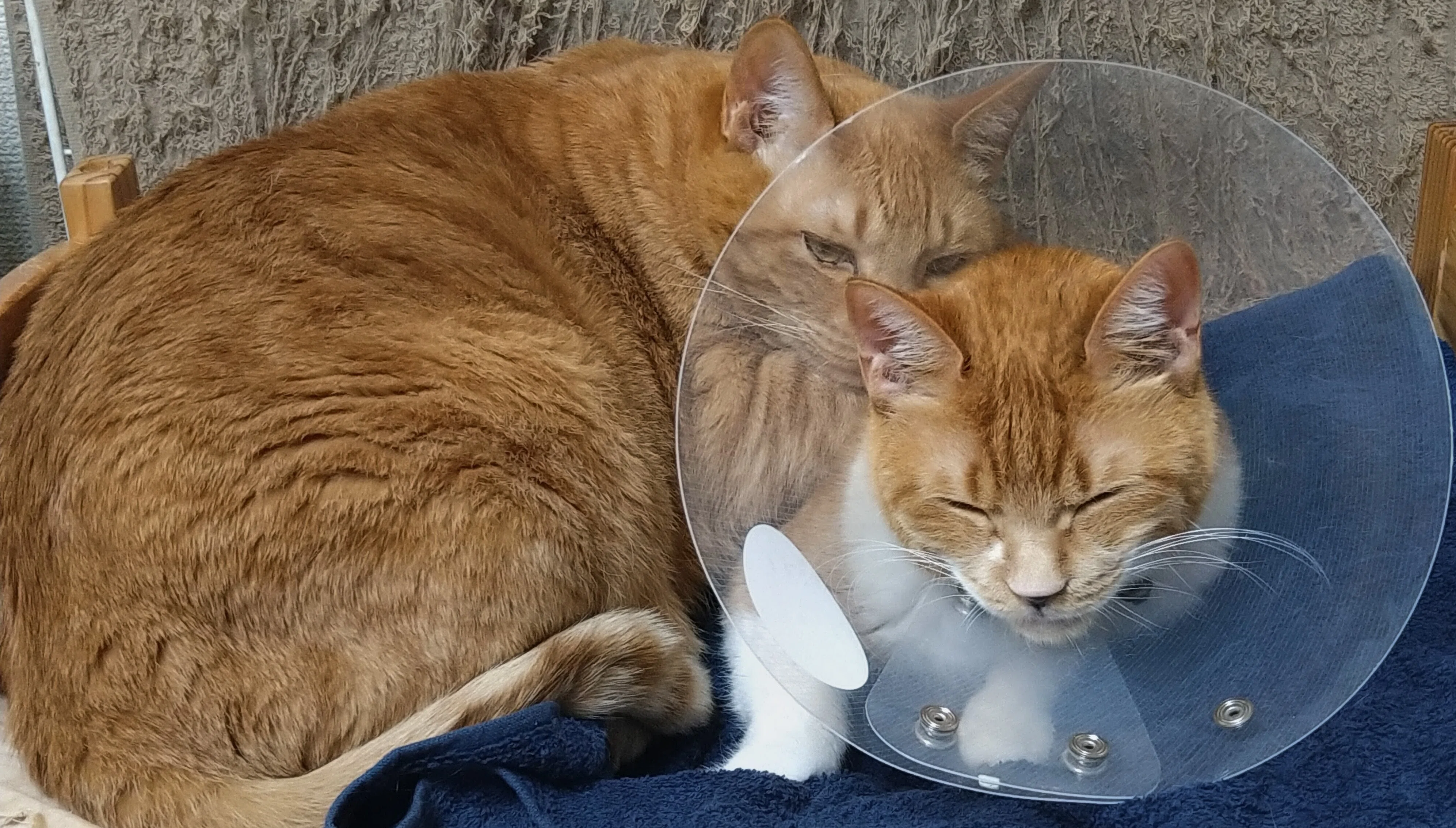 やってみた】我が家の猫たちをAIでイラスト化したら、今度は